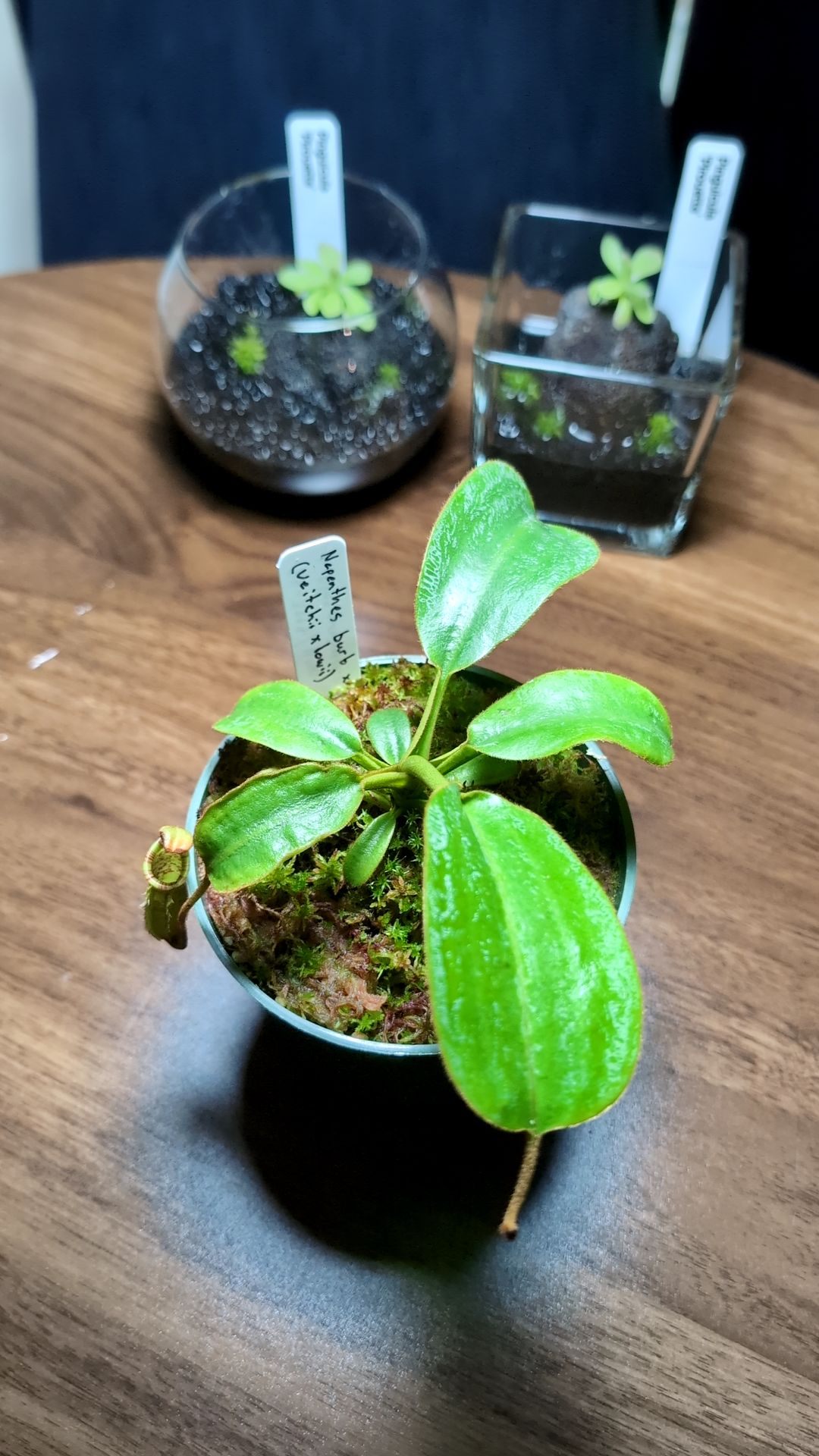 Nepenthes burbidgeae x (veitchii x lowii)