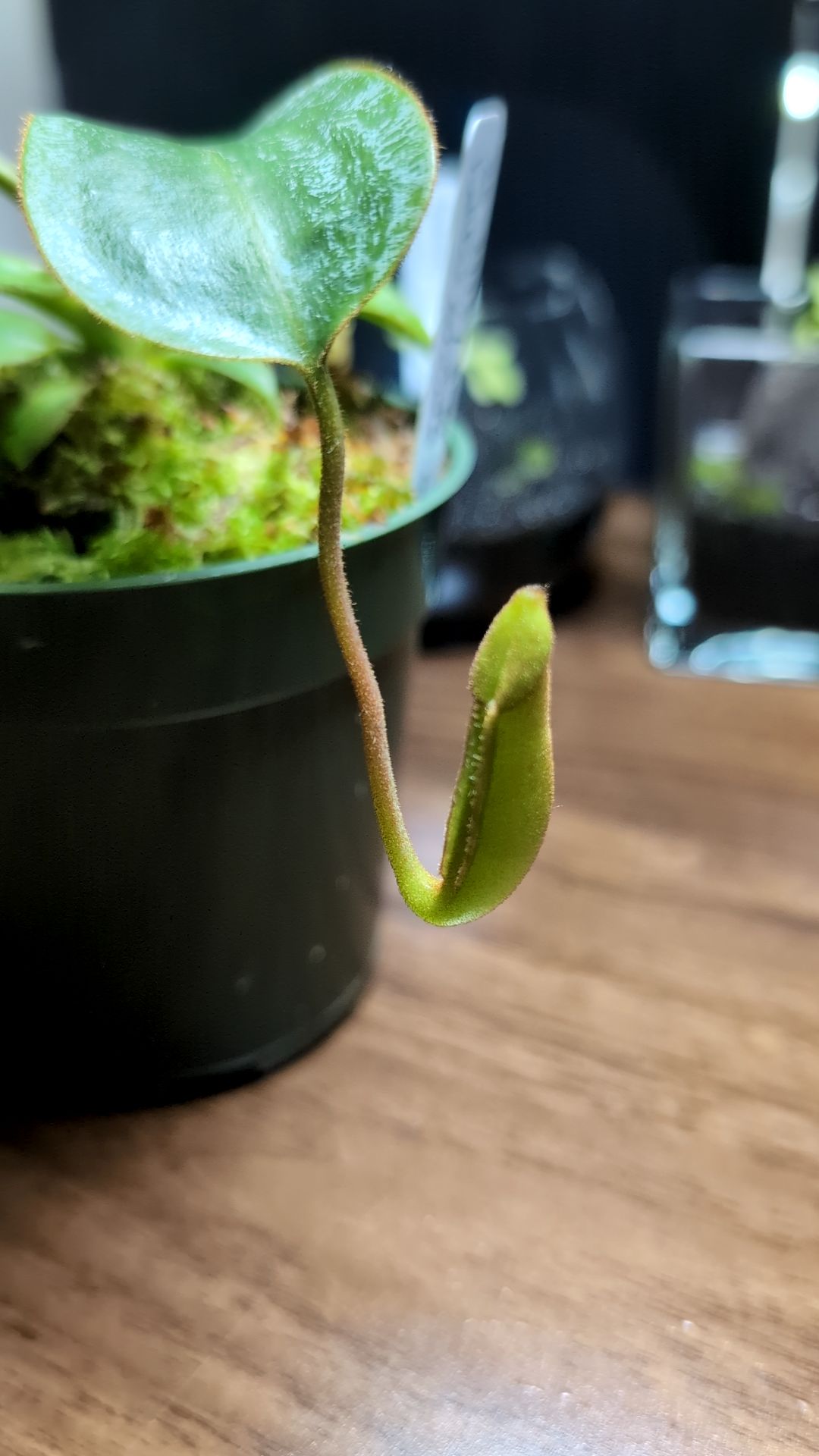 Image of Nepenthes burbidgeae x (veitchii x lowii)