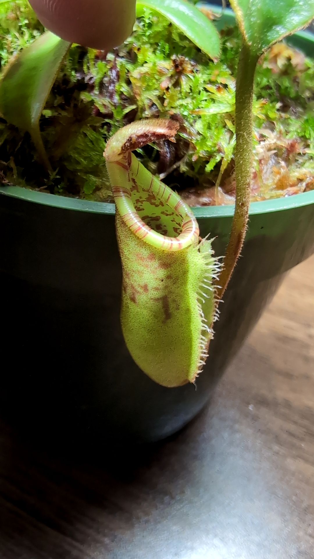 Image of Nepenthes burbidgeae x (veitchii x lowii)