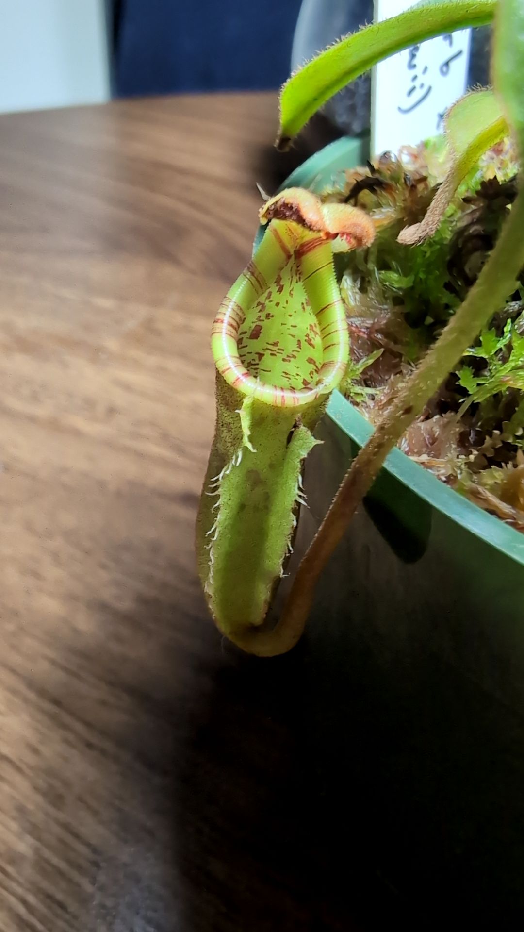 Image of Nepenthes burbidgeae x (veitchii x lowii)