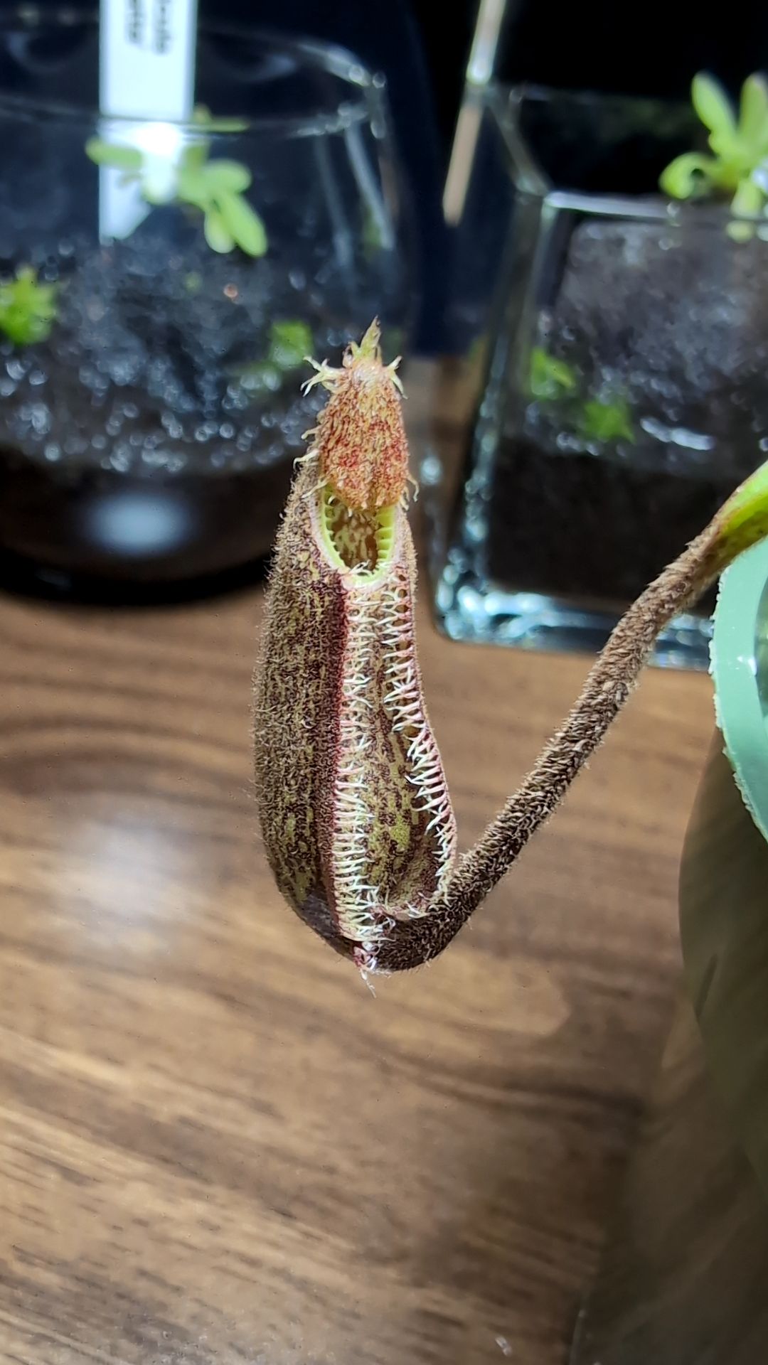 Image of Nepenthes hamata (BE-4044)