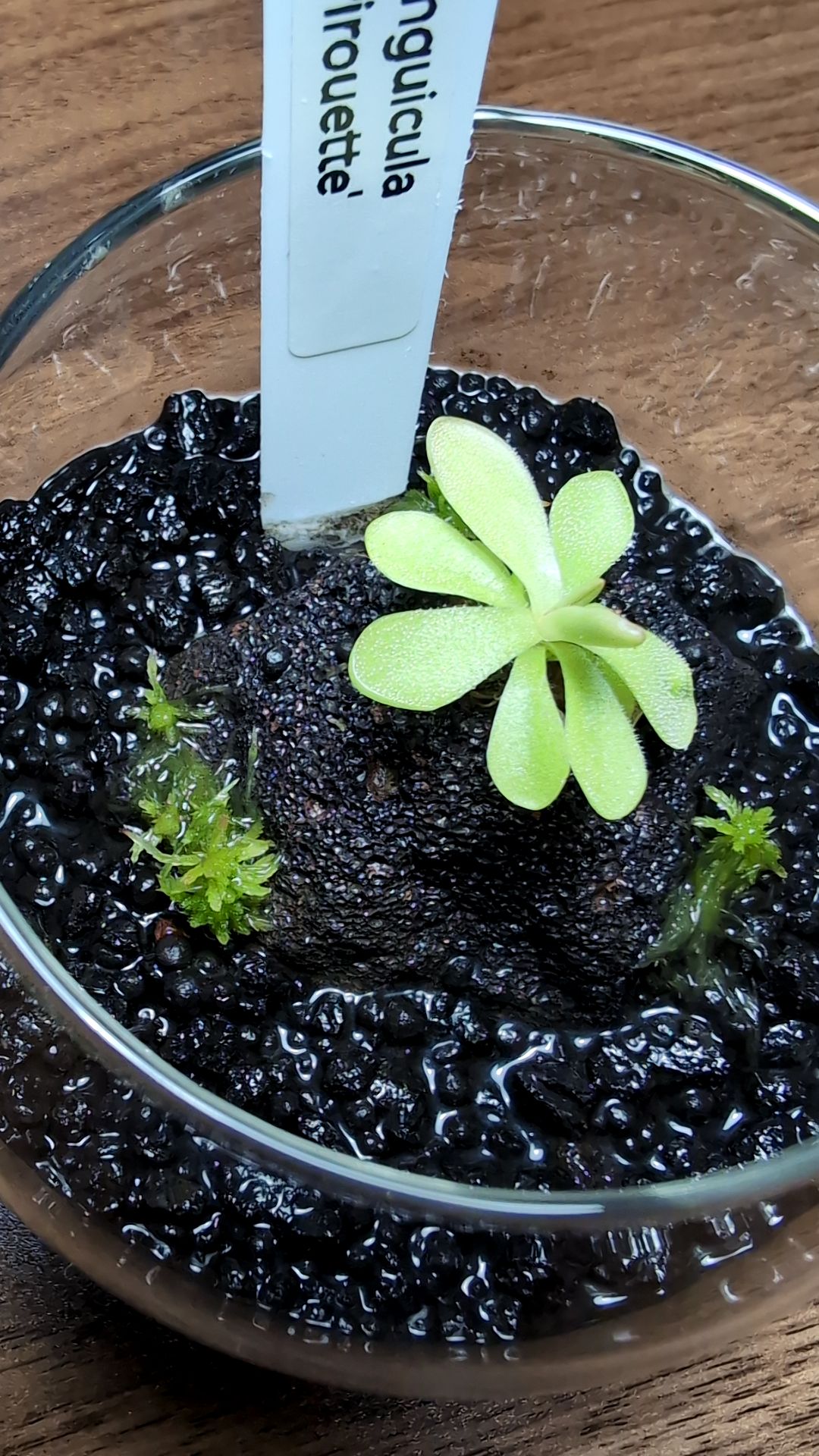 Image of Pinguicula 'Pirouette' (Round Terrarium)