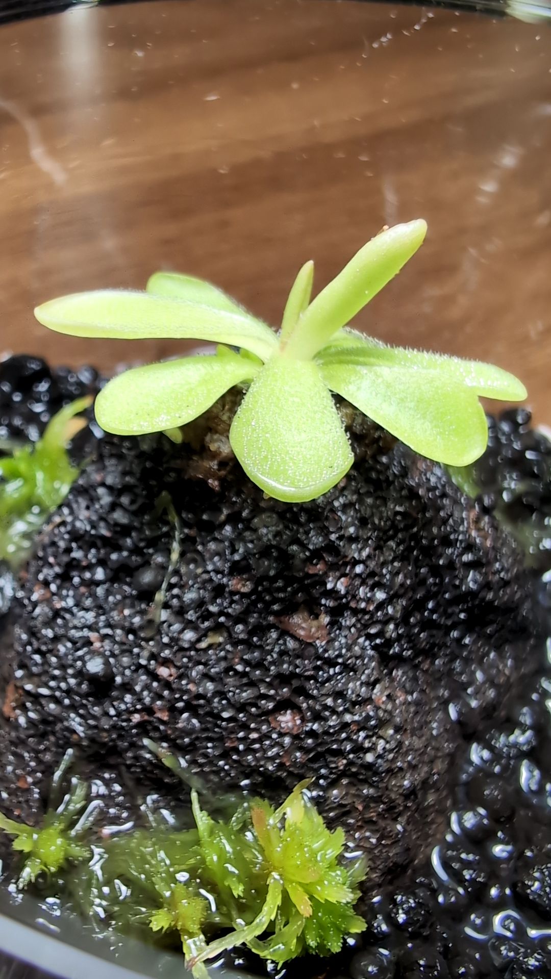 Image of Pinguicula 'Pirouette' (Round Terrarium)