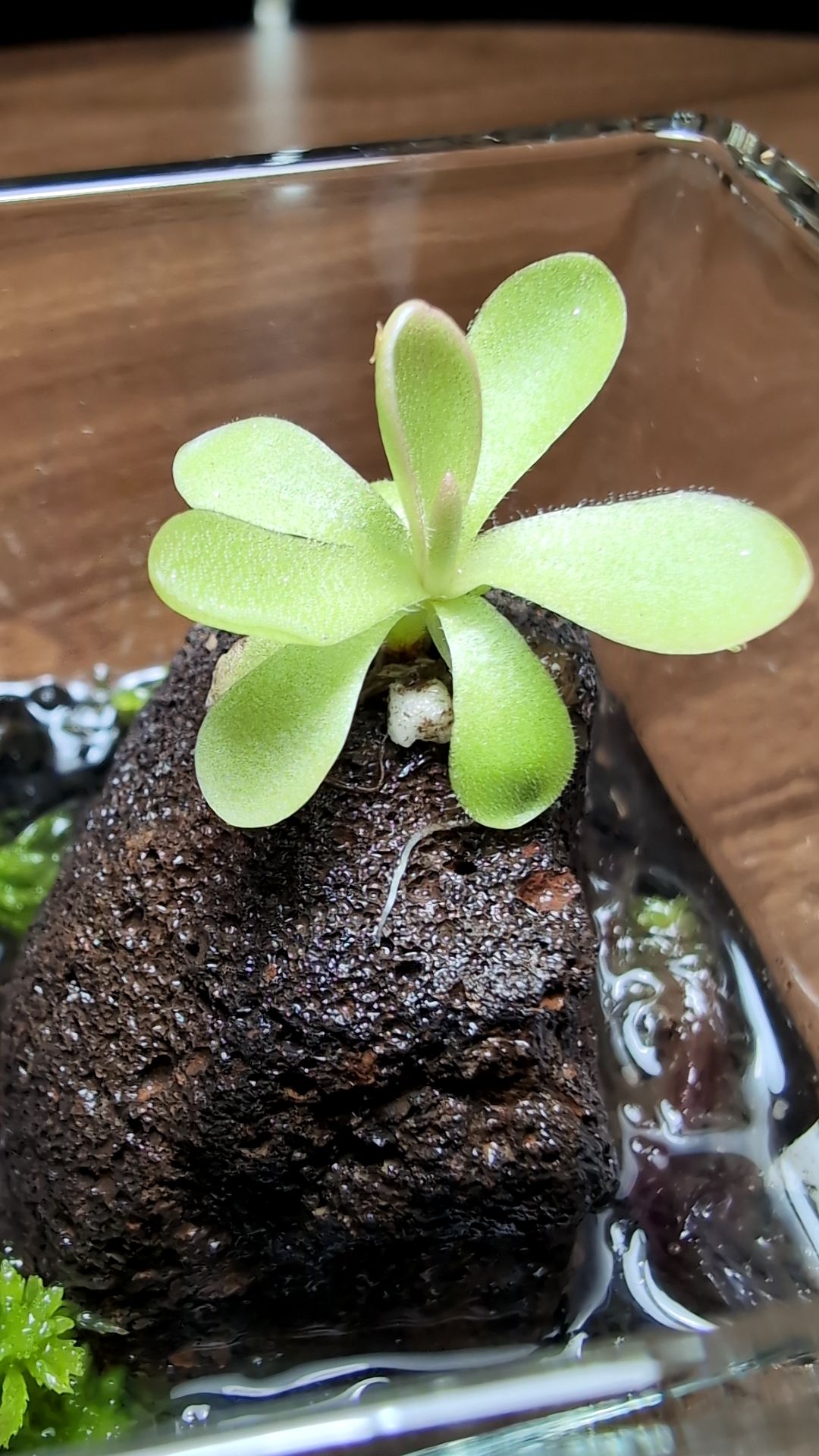 Image of Pinguicula 'Pirouette' (Square Terrarium)