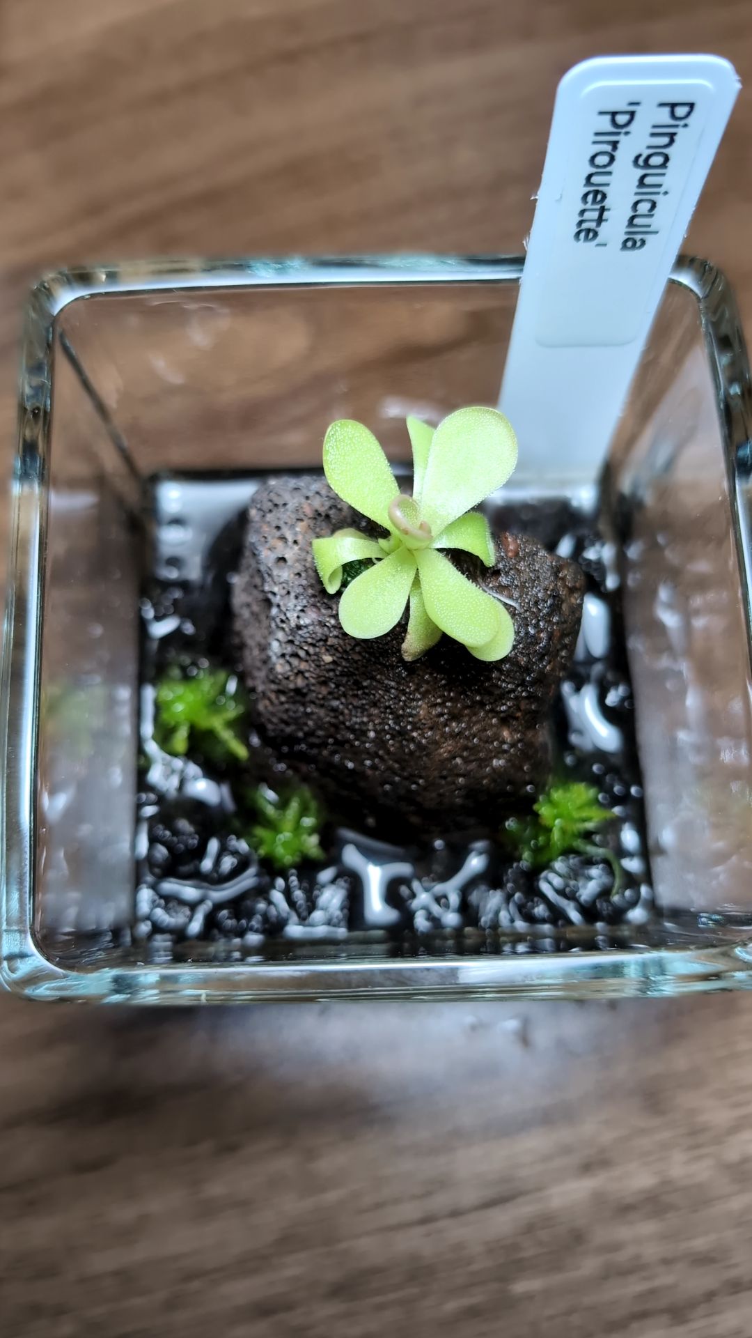 Image of Pinguicula 'Pirouette' (Square Terrarium)