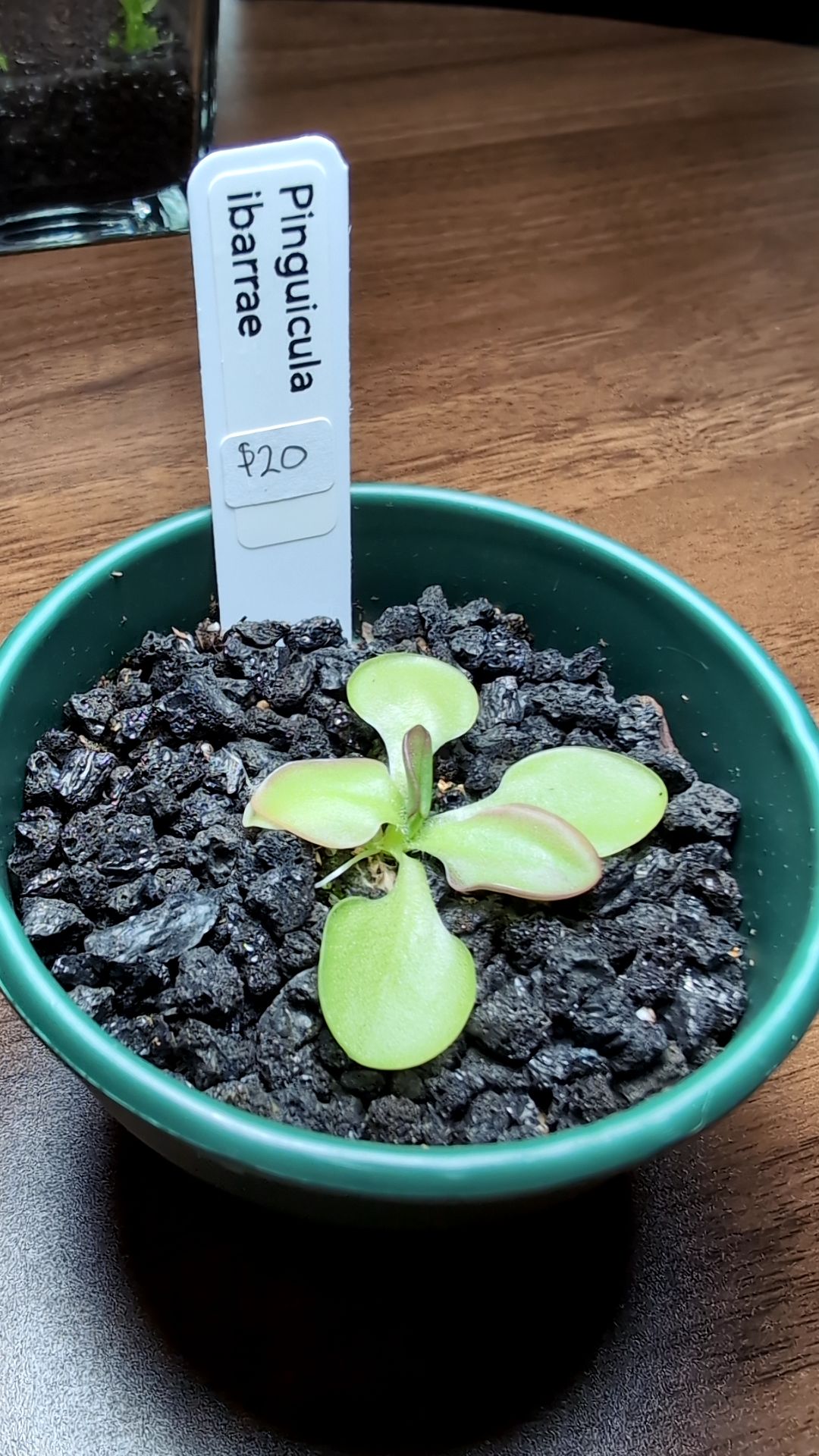 Pinguicula ibarrae