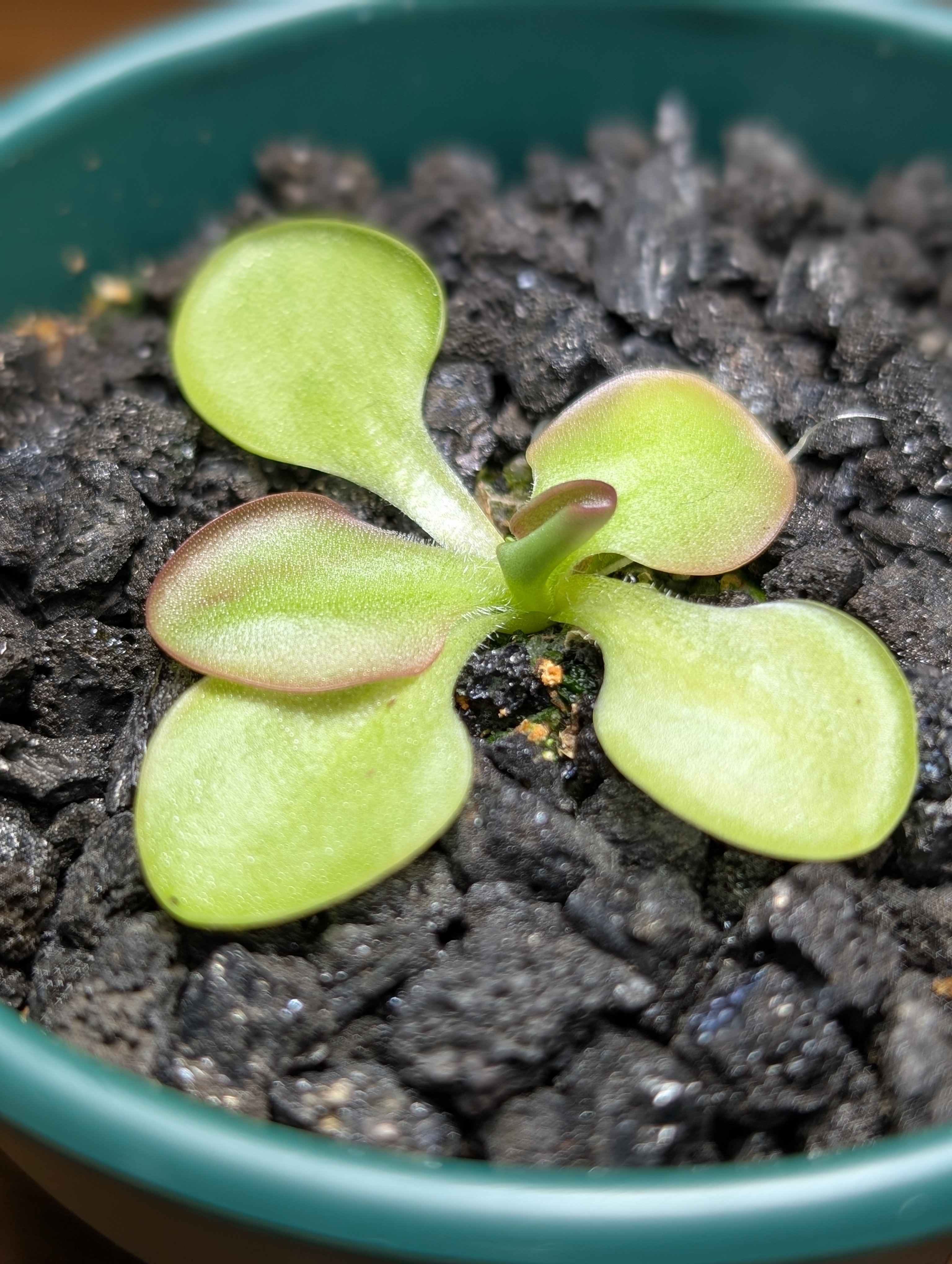 Image of Pinguicula ibarrae