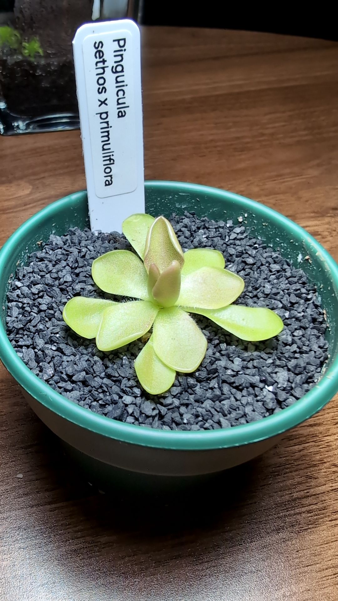 Image of Pinguicula sethos x primuliflora