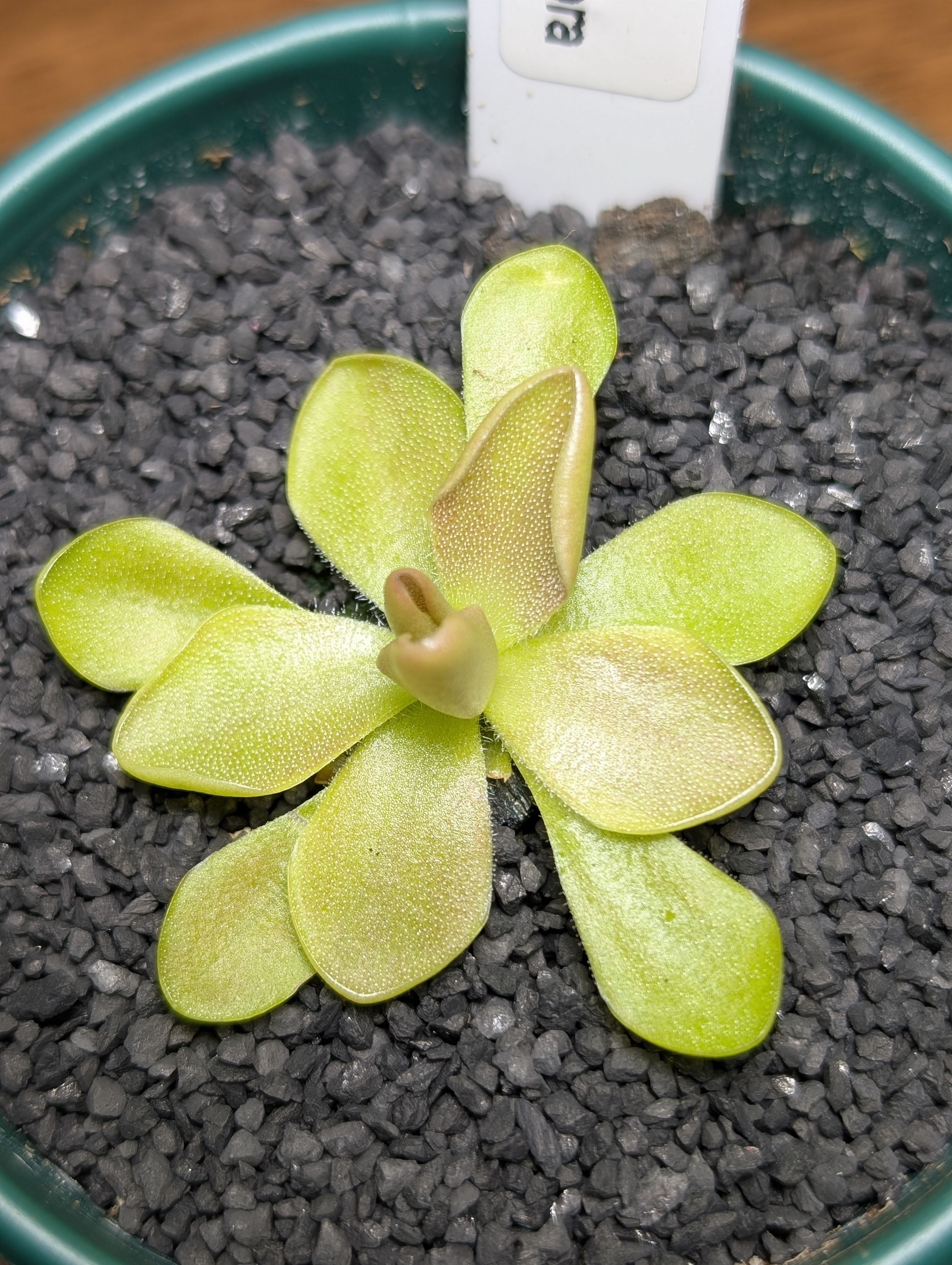 Image of Pinguicula sethos x primuliflora