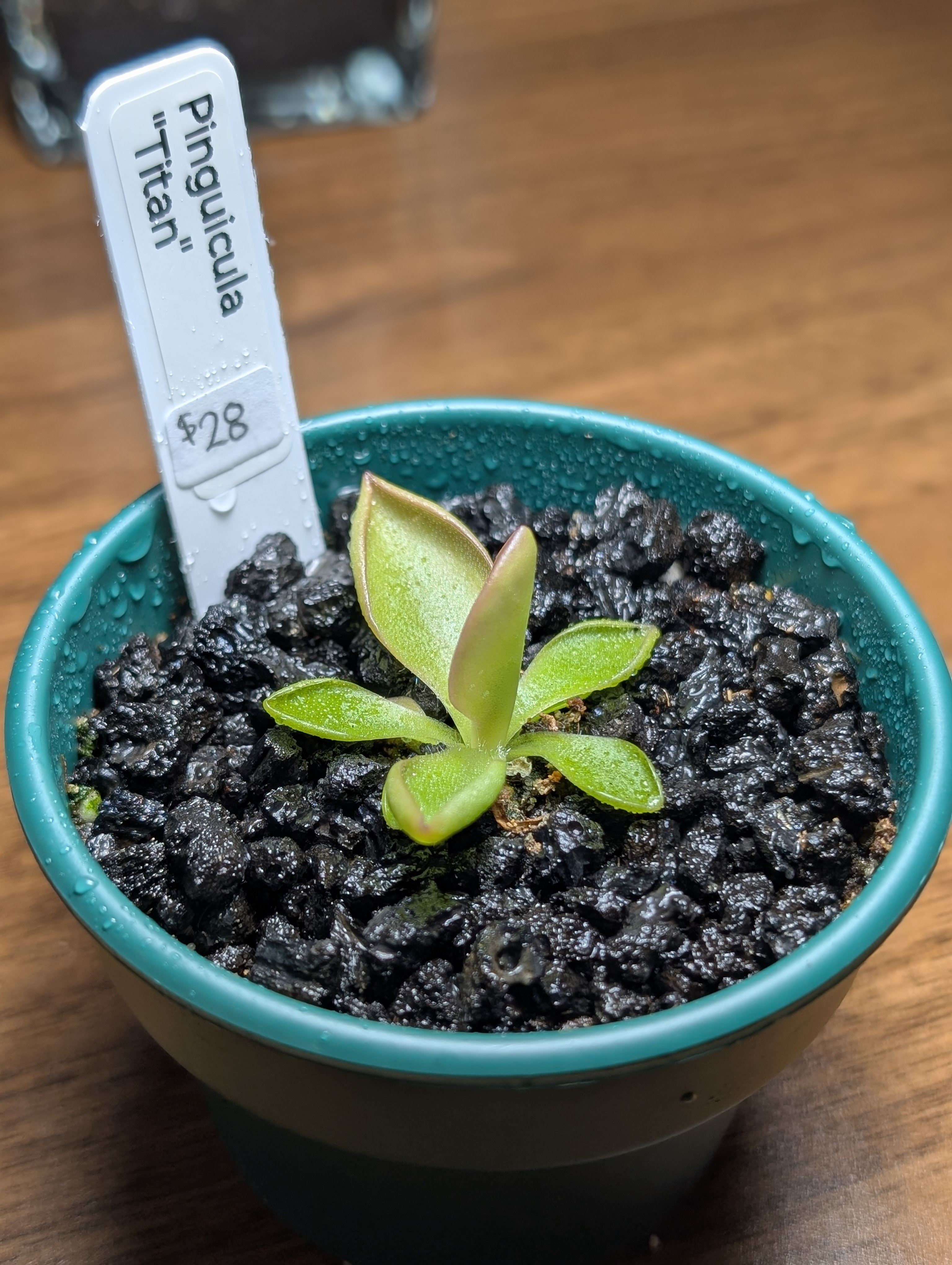 Image of Pinguicula 'Titan'