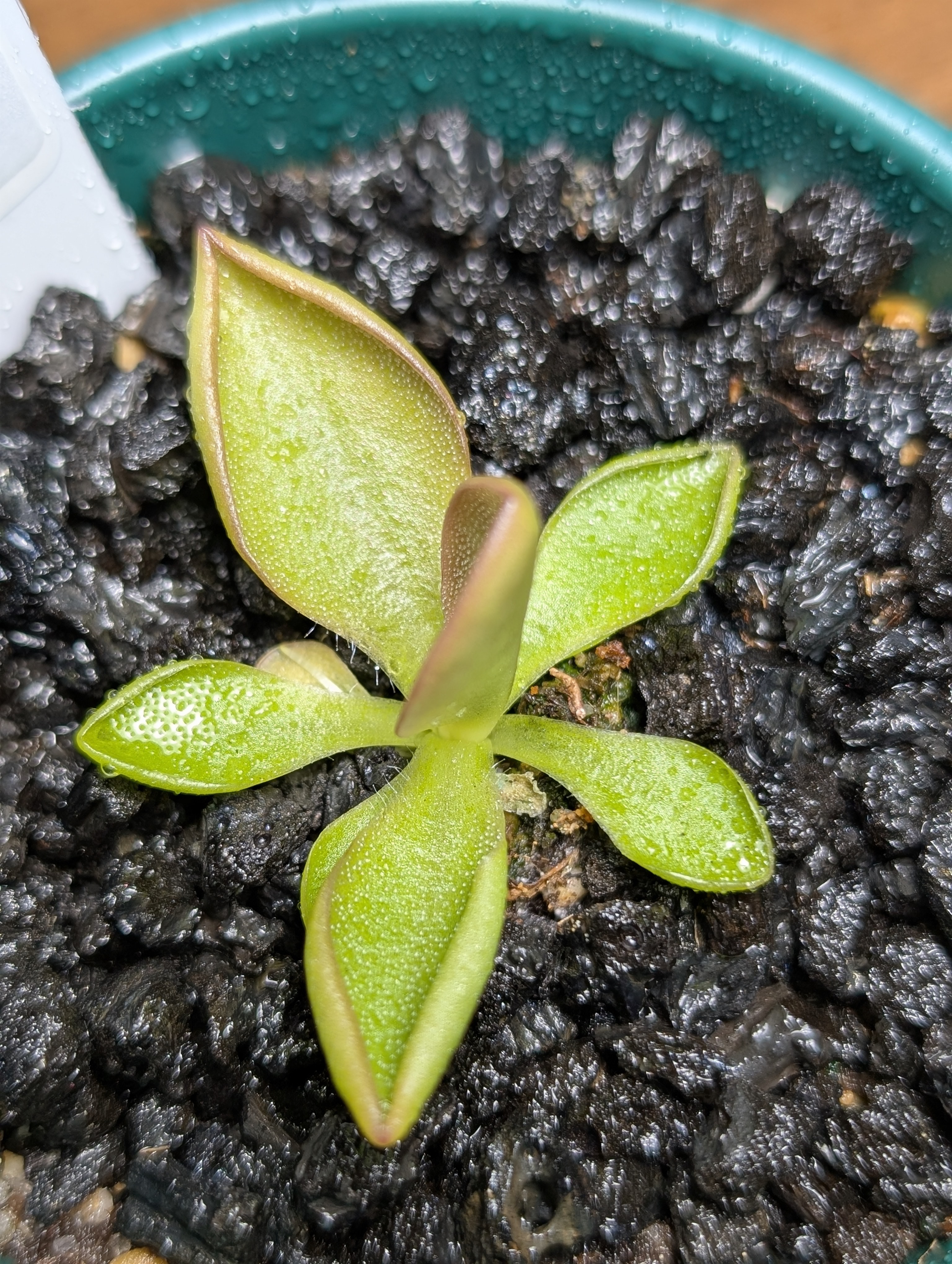 Image of Pinguicula 'Titan'