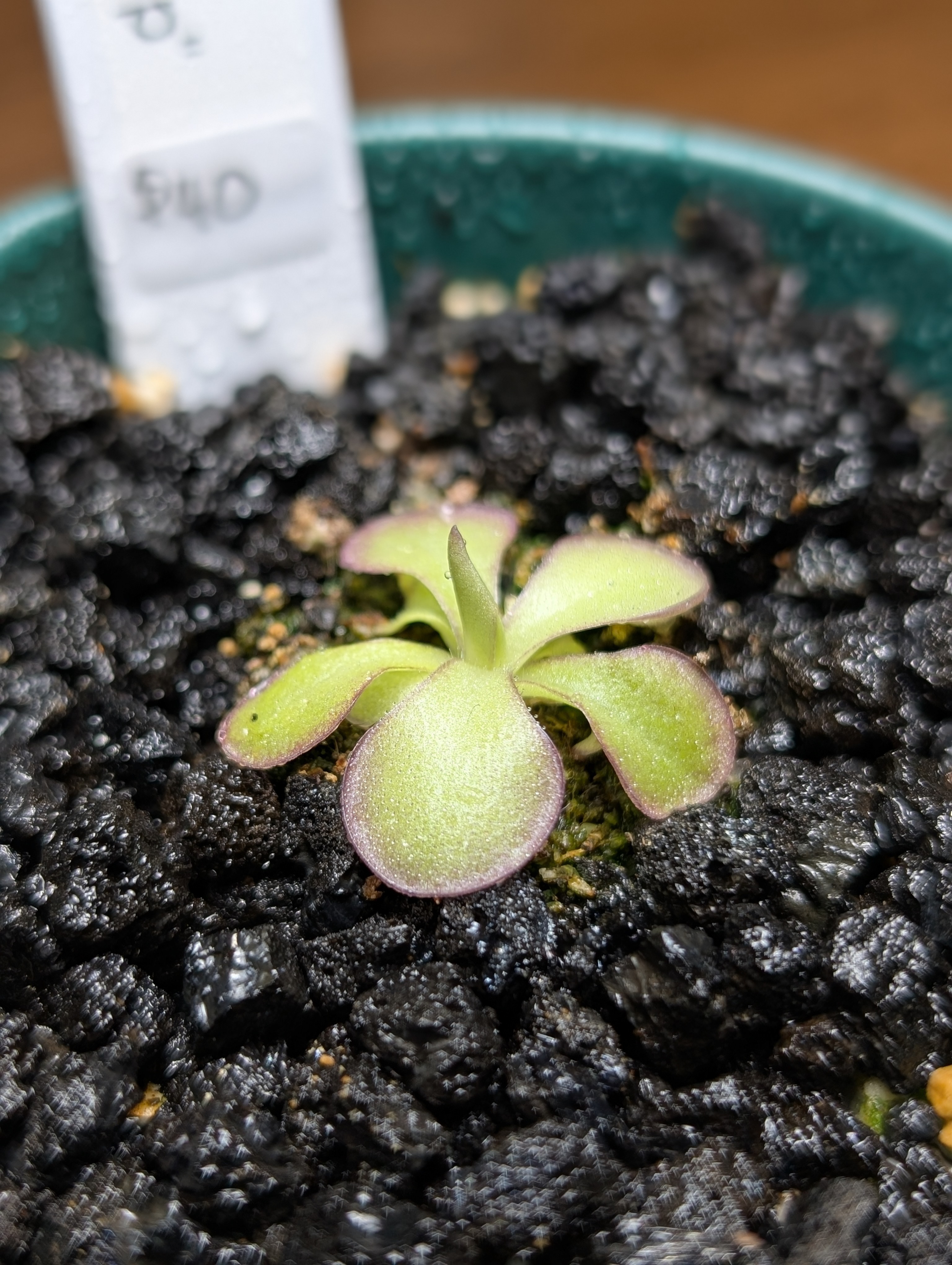 Image of Pinguicula 'Lilac Lollipop'