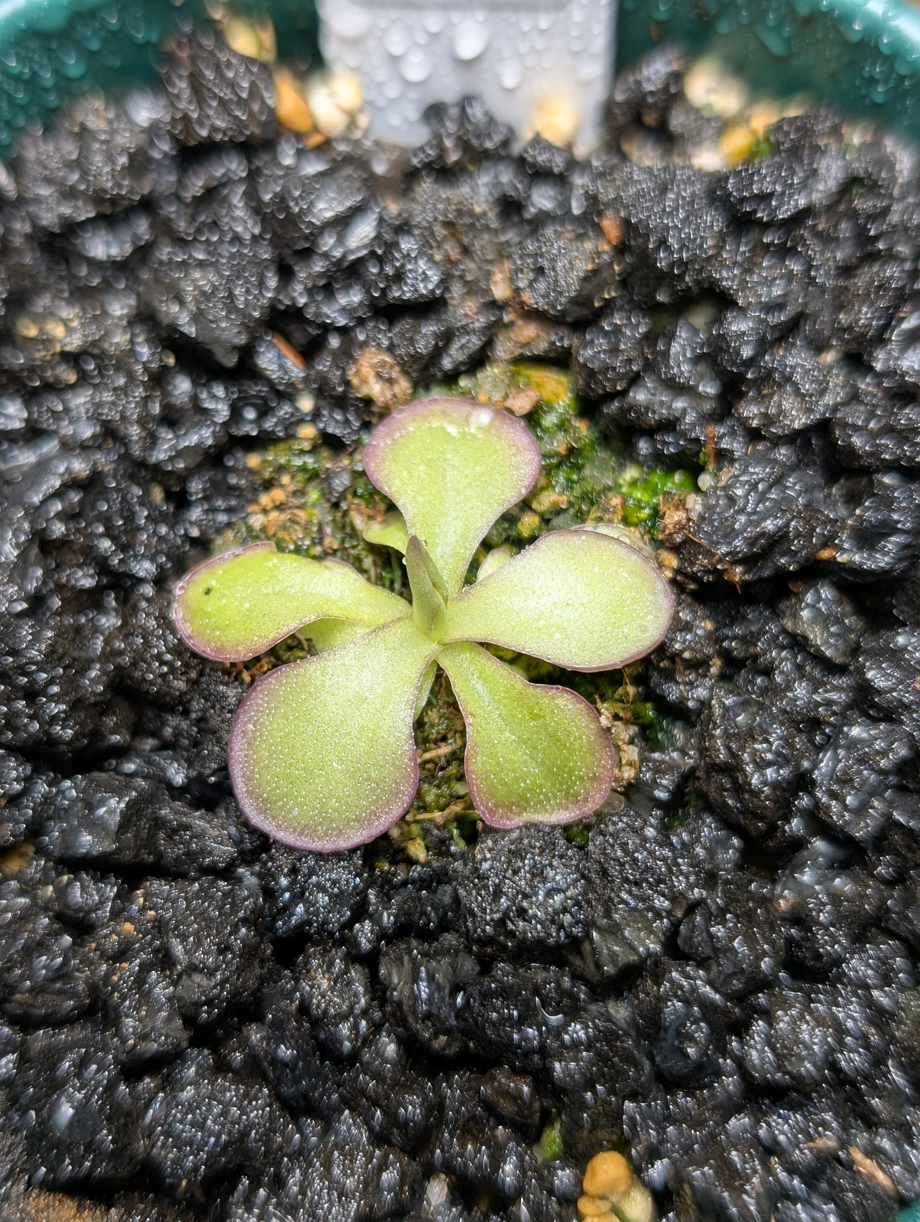 Image of Pinguicula 'Lilac Lollipop'