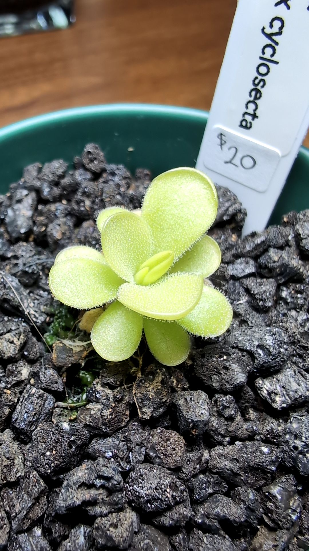 Image of Pinguicula gigantea x cyclosecta