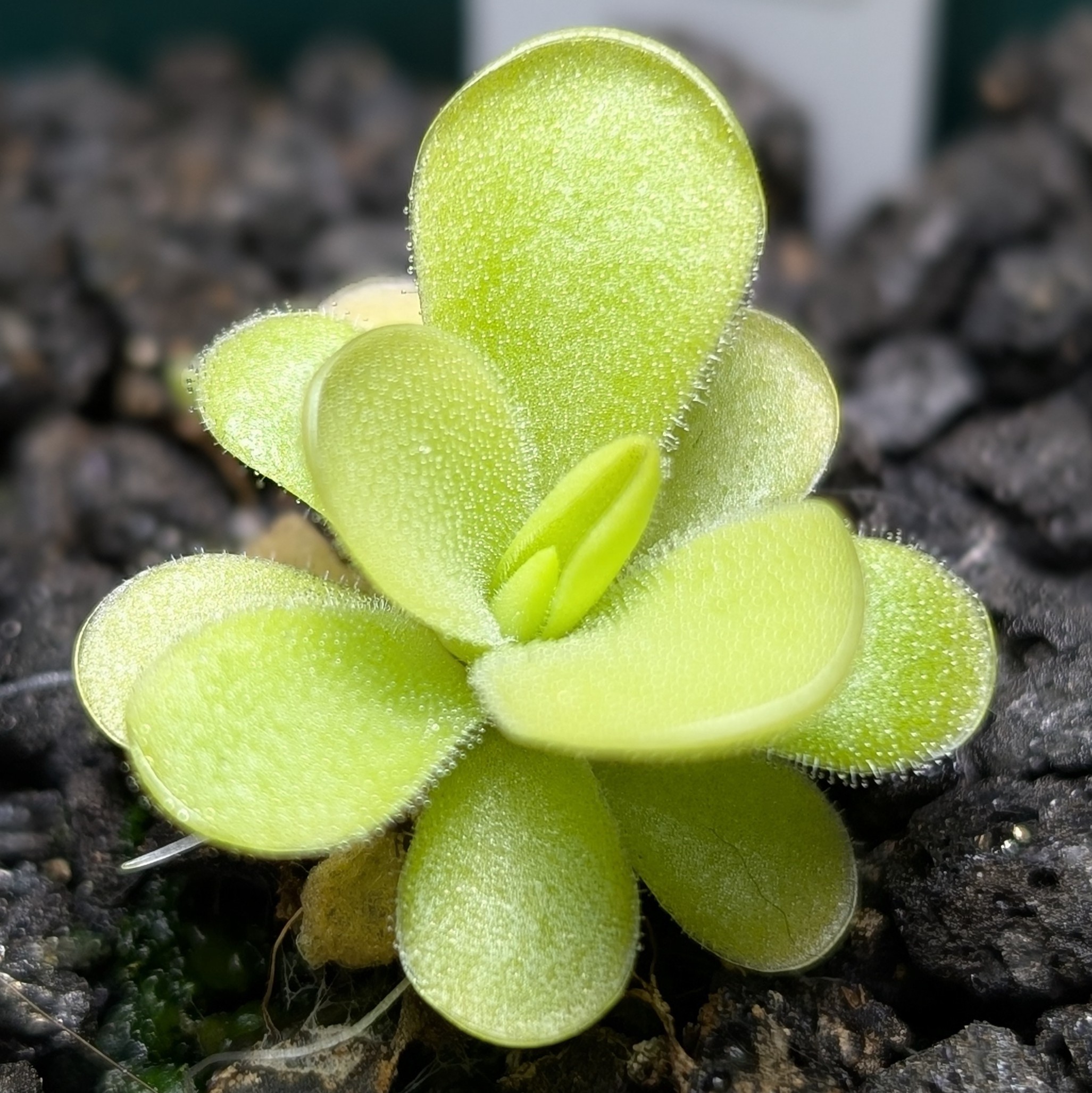 Image of Pinguicula gigantea x cyclosecta