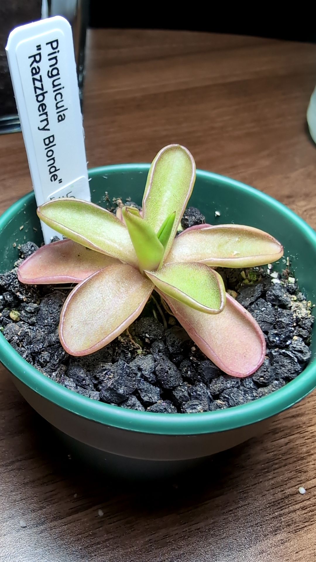 Image of Pinguicula 'Razzberry Blonde'