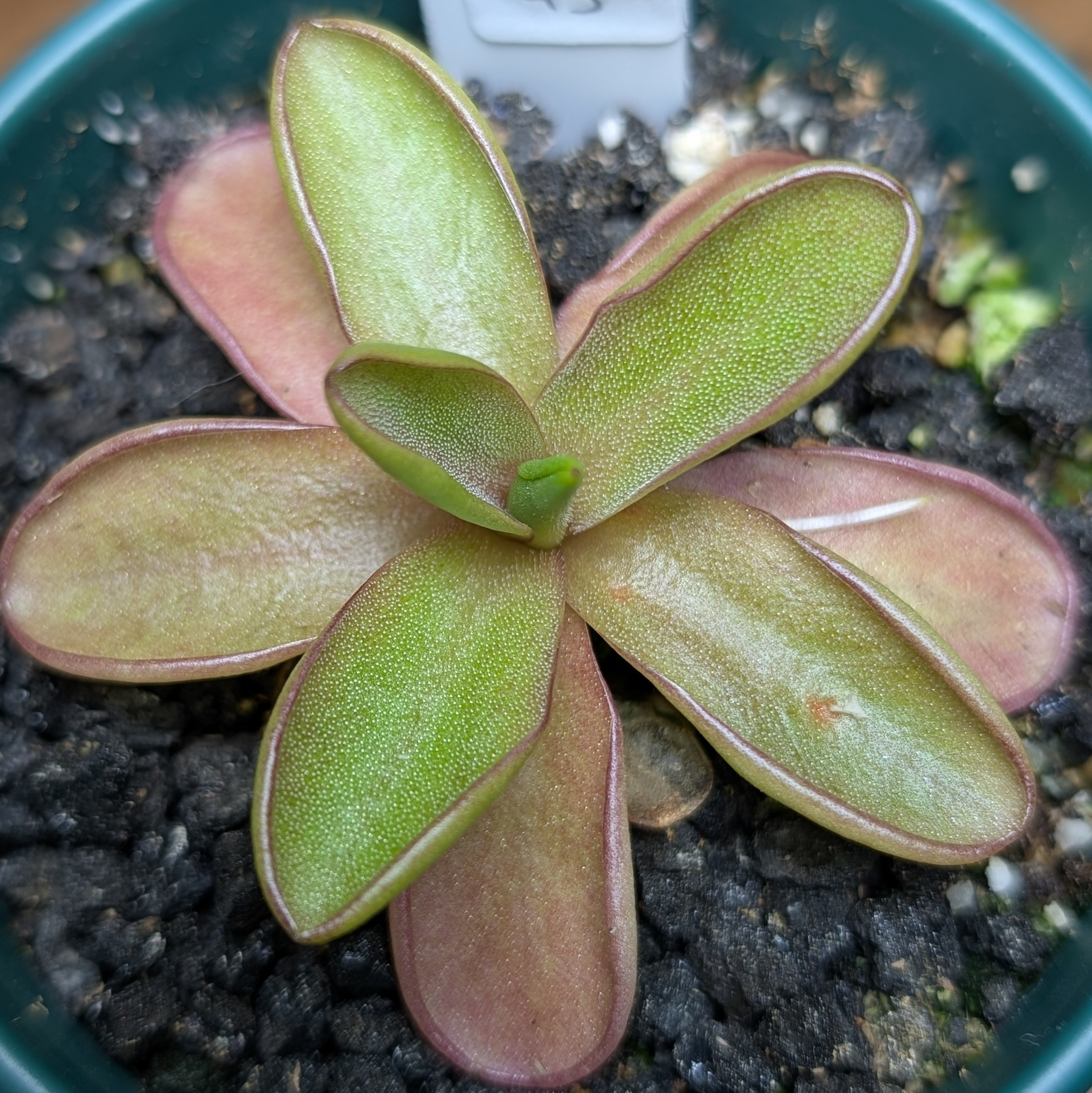 Image of Pinguicula 'Razzberry Blonde'