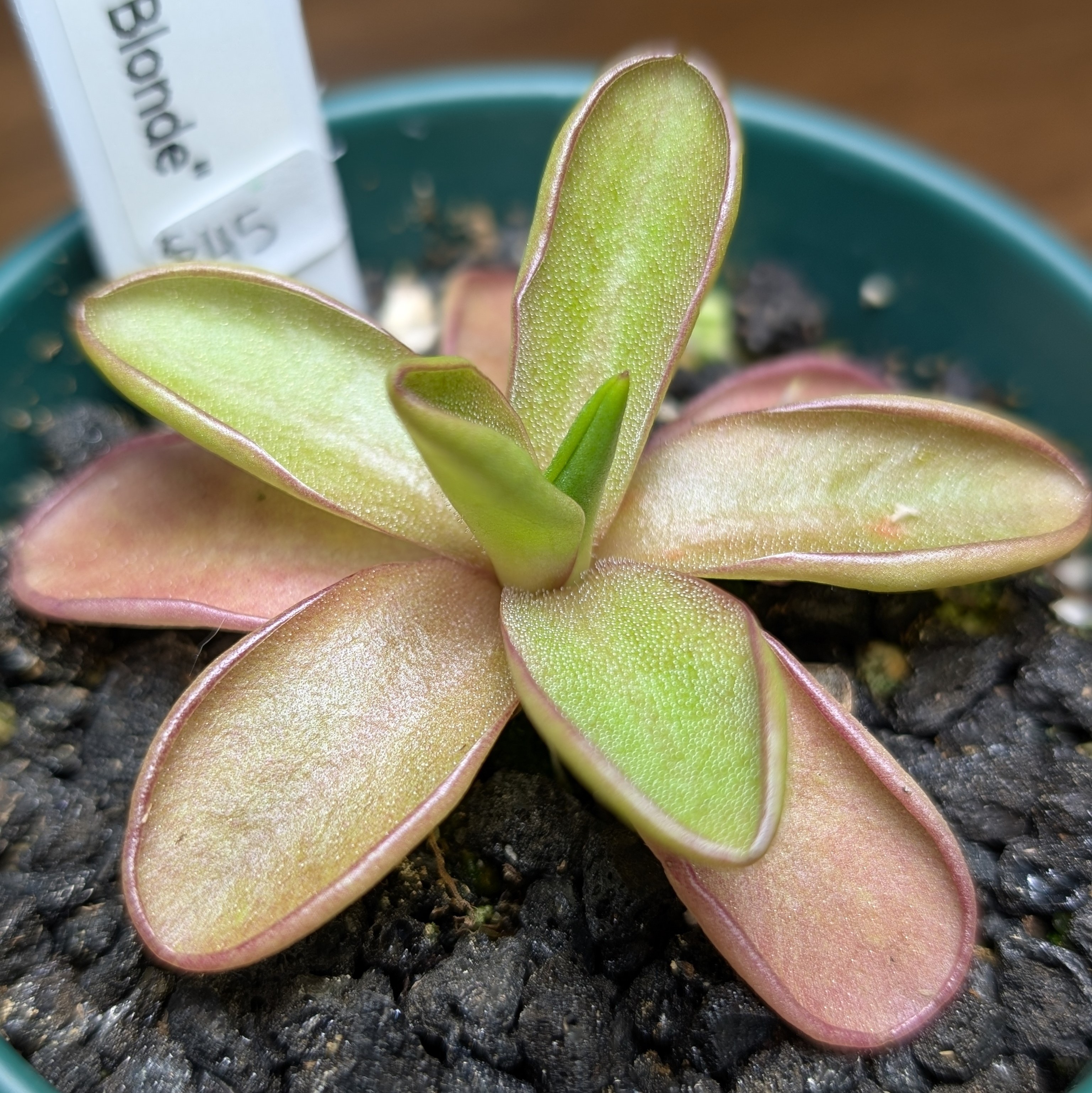 Image of Pinguicula 'Razzberry Blonde'