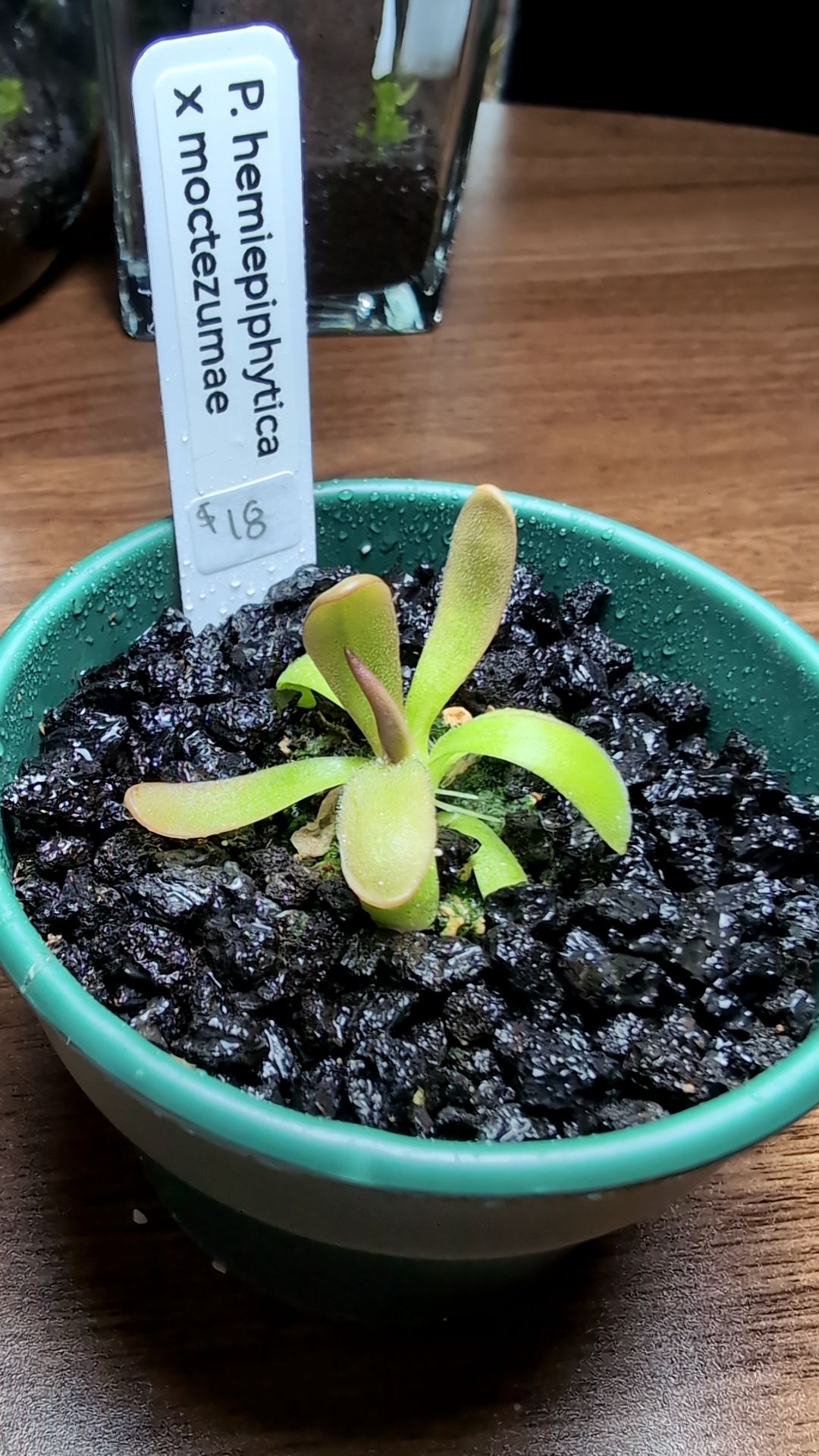 Image of Pinguicula hemiepiphytica x moctezumae