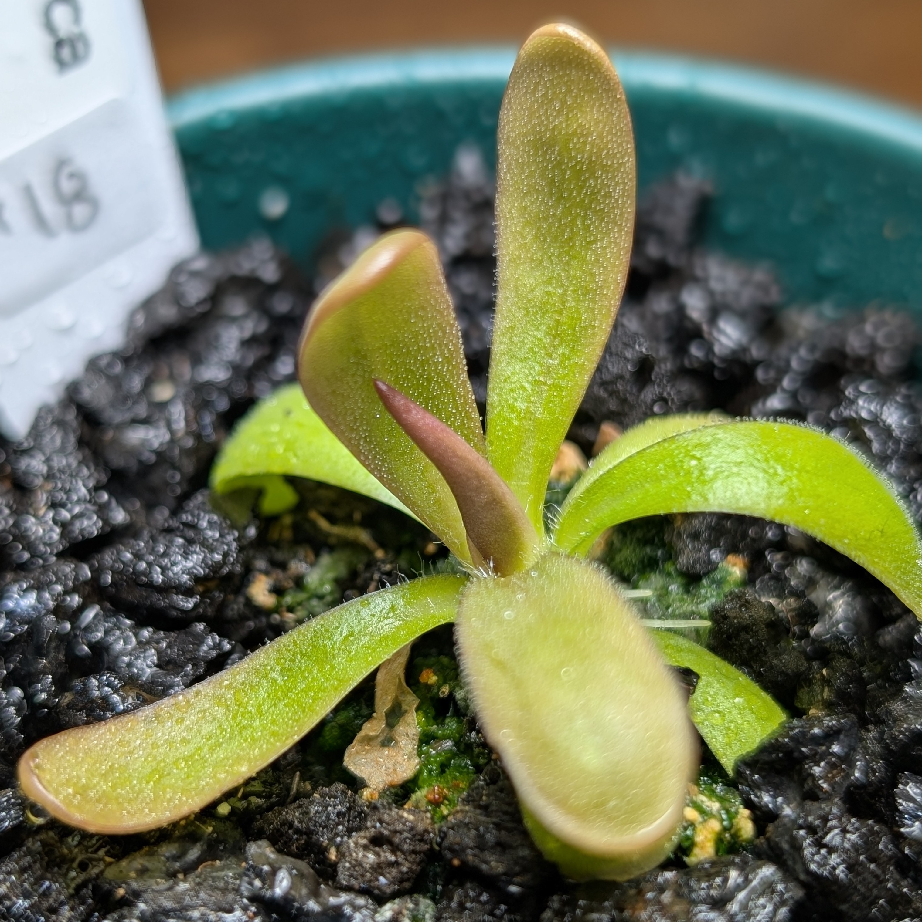 Image of Pinguicula hemiepiphytica x moctezumae