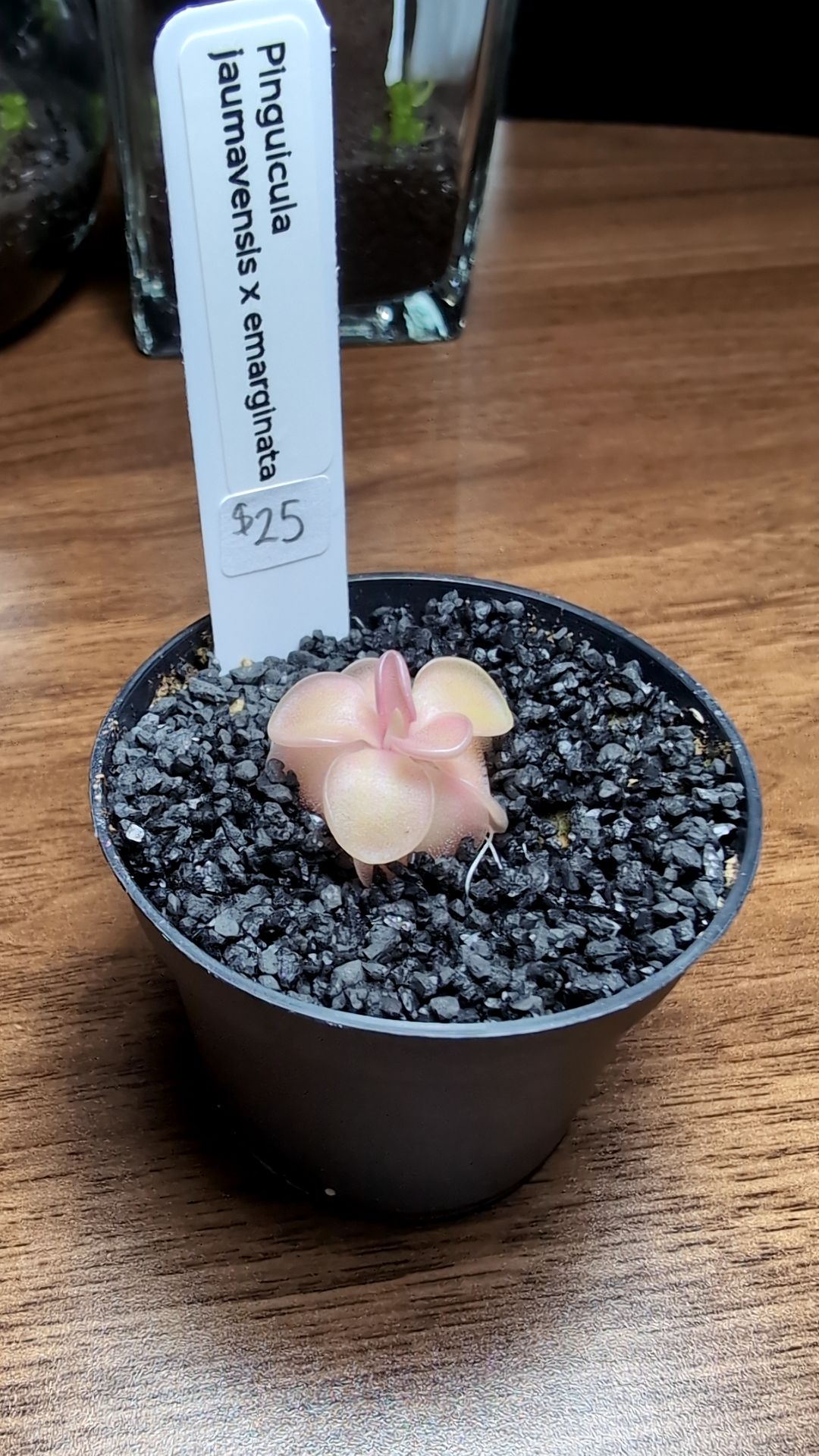 Image of Pinguicula jaumavensis x emarginata