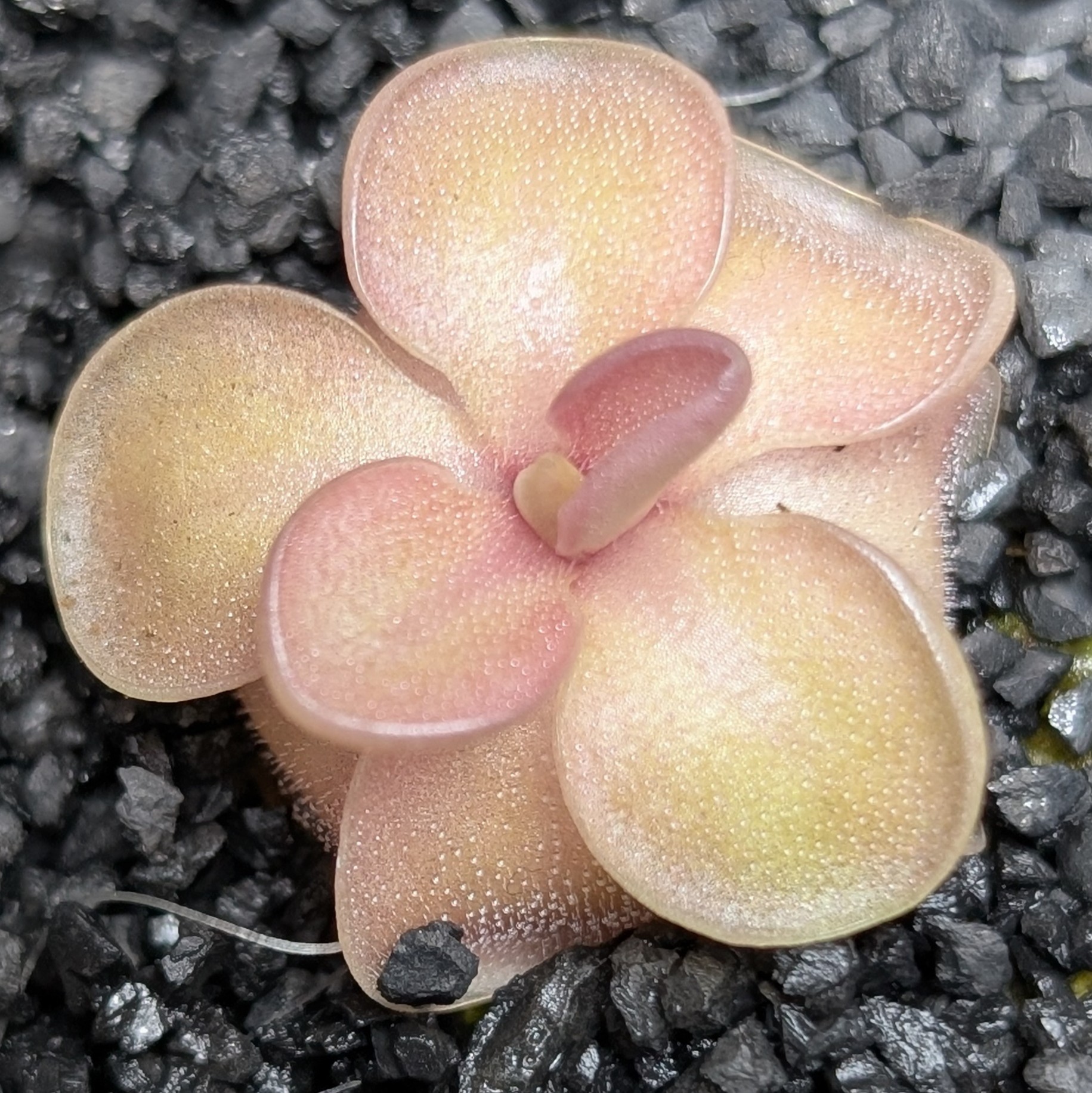 Image of Pinguicula jaumavensis x emarginata