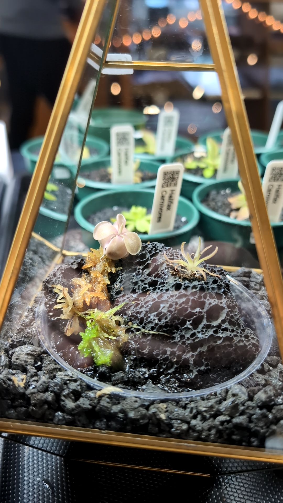 Image of Pinguicula (Diamond Terrarium)