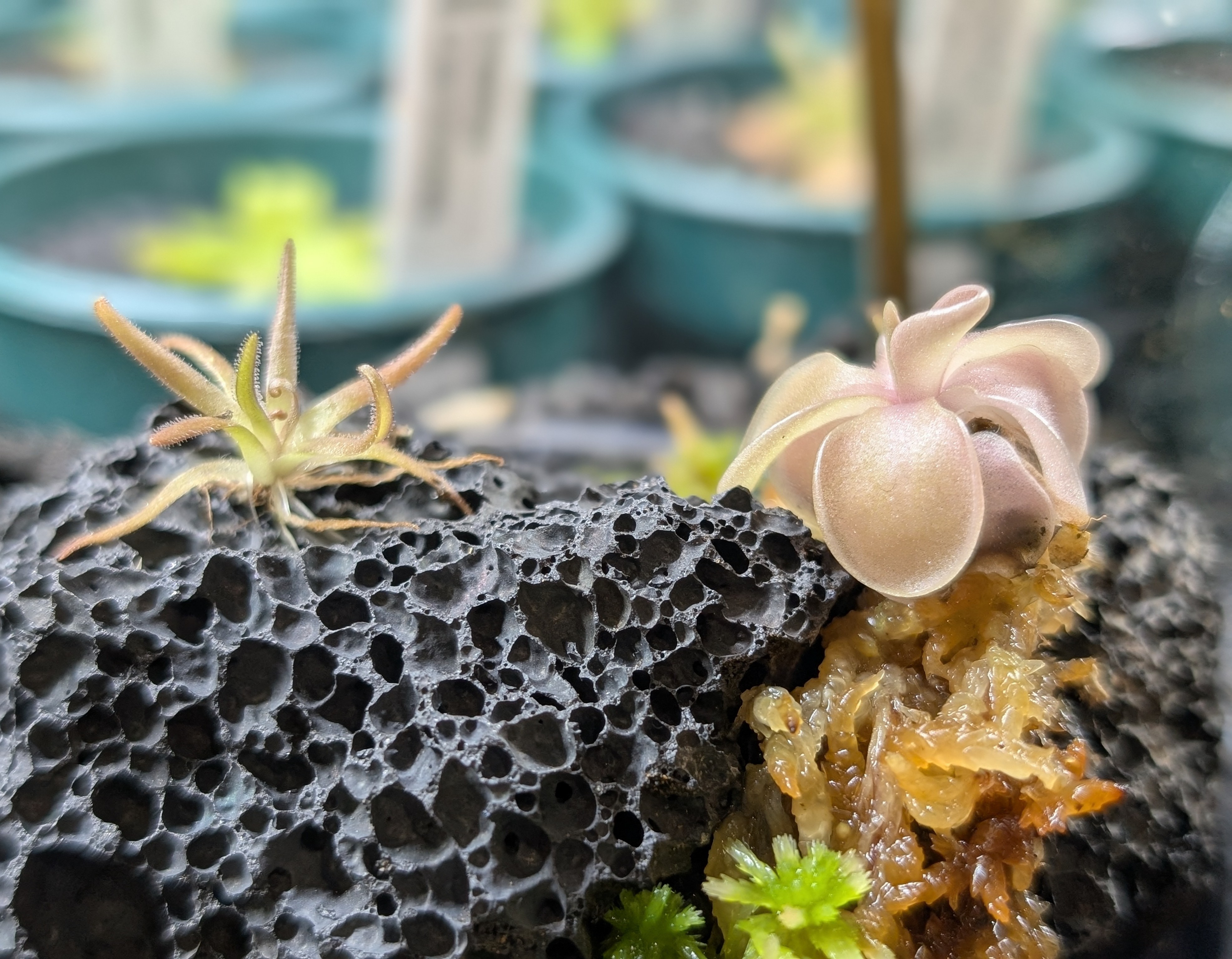 Image of Pinguicula (Diamond Terrarium)