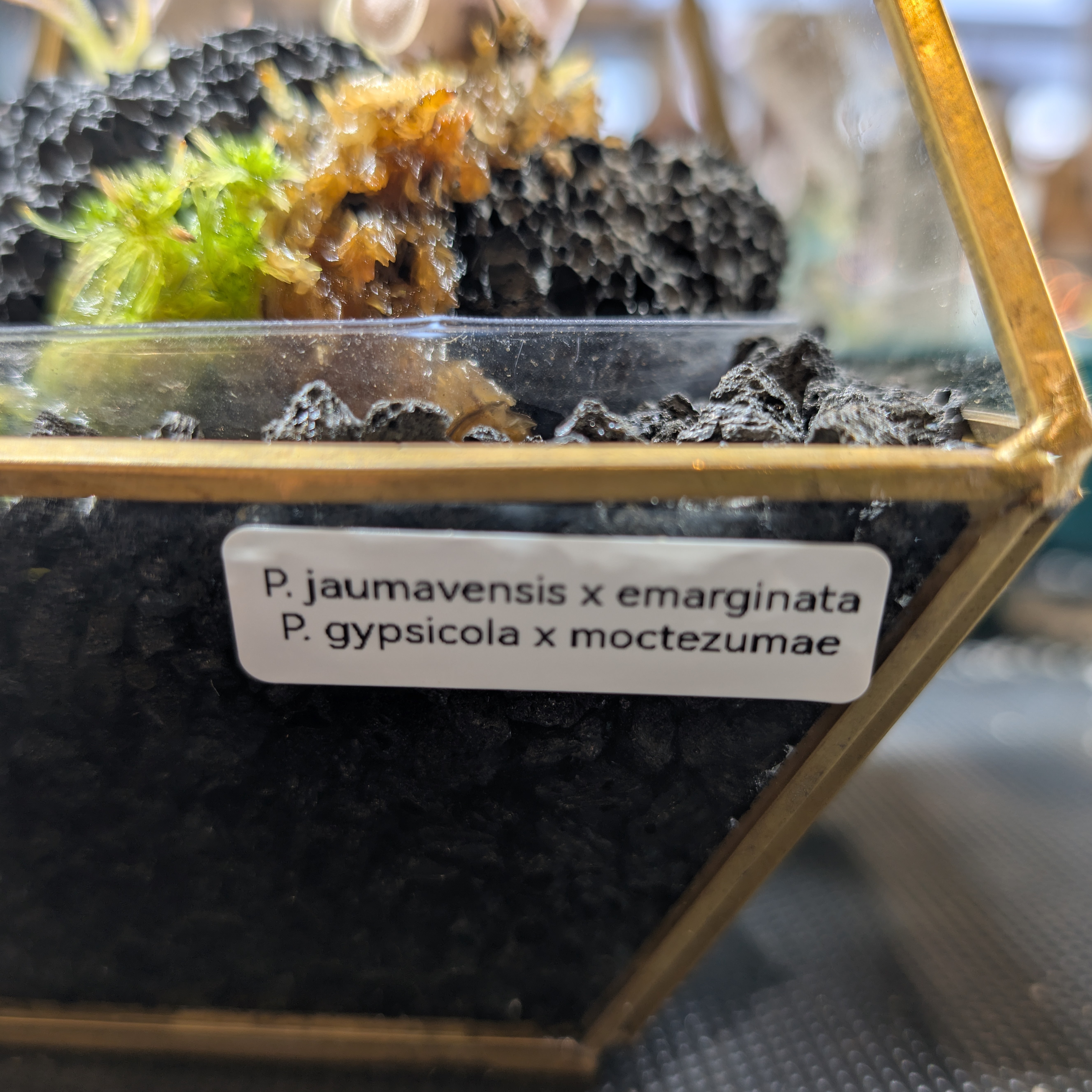 Image of Pinguicula (Diamond Terrarium)