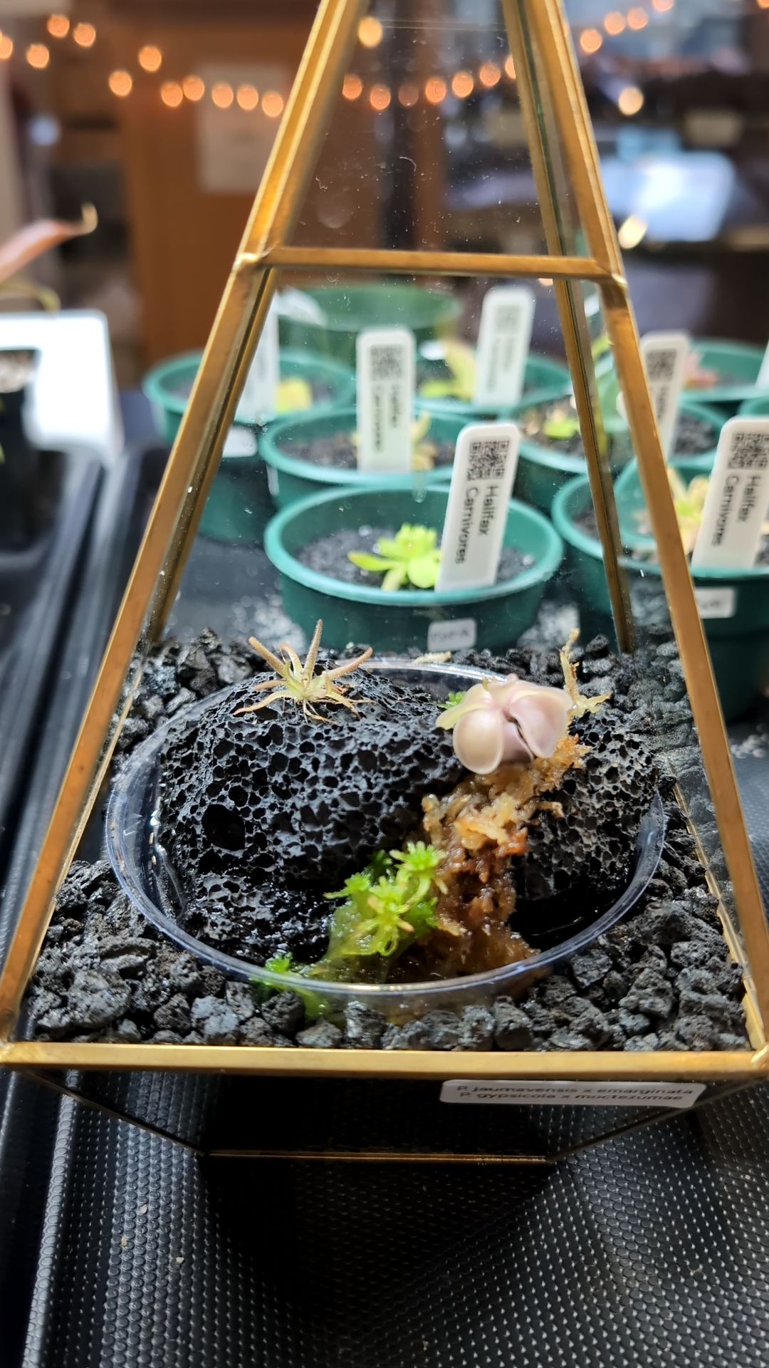 Image of Pinguicula (Diamond Terrarium)