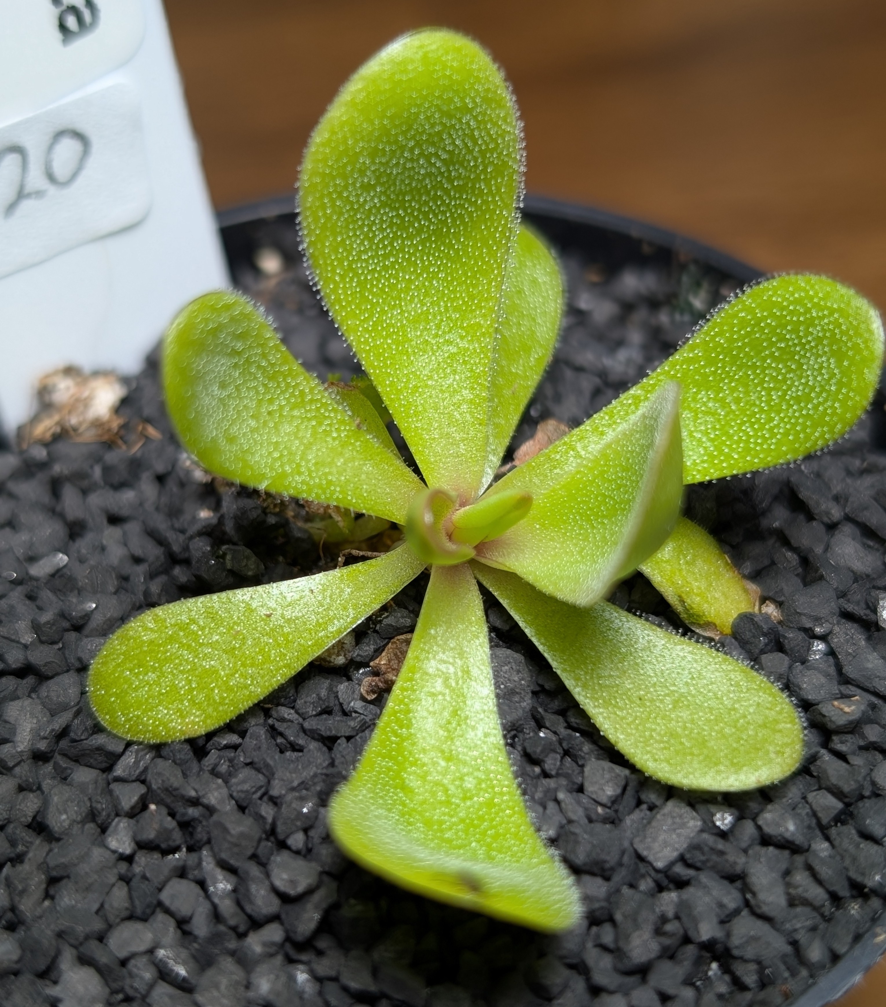 Image of Pinguicula agnata 'True Blue'