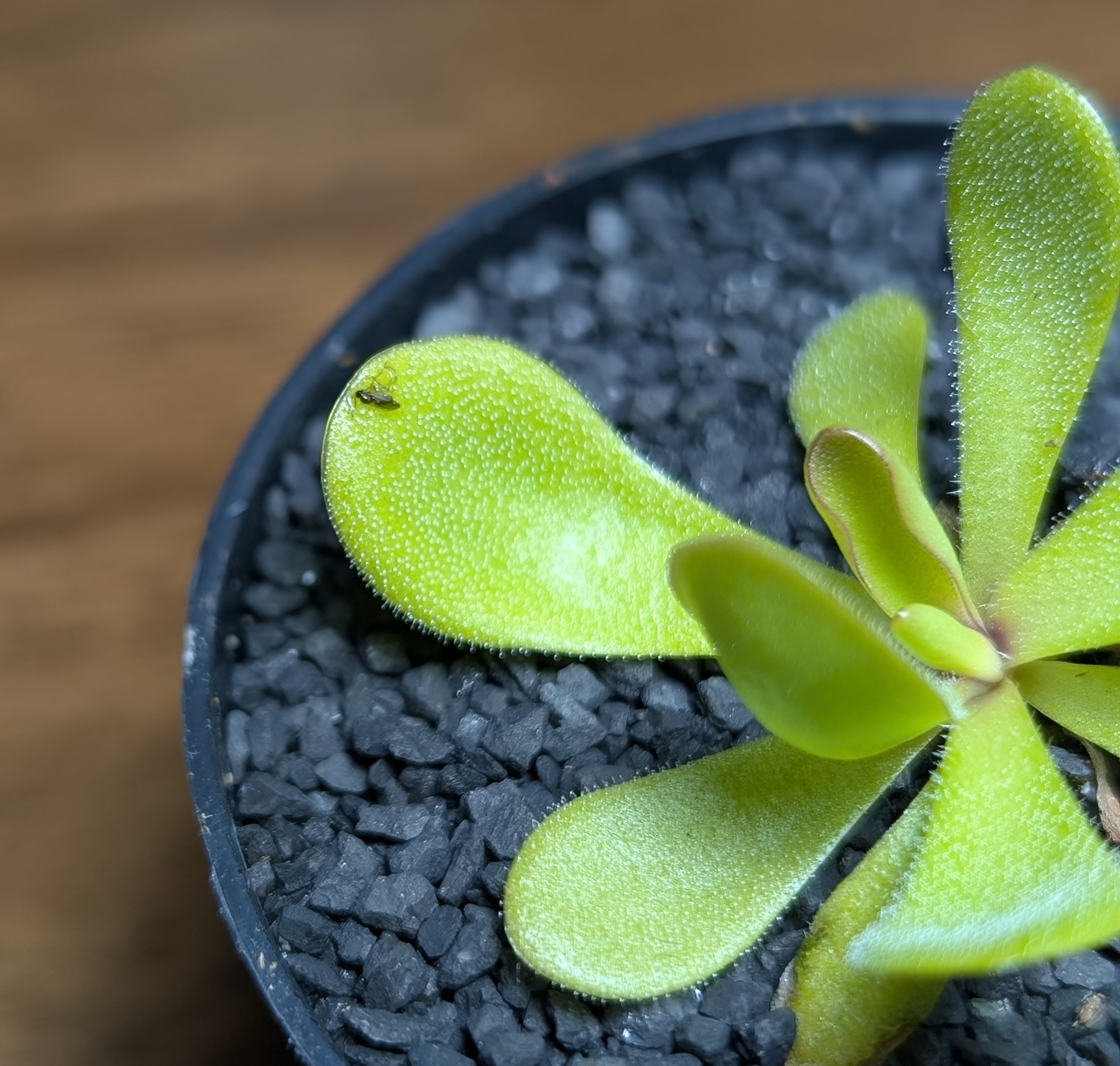 Image of Pinguicula agnata 'True Blue'