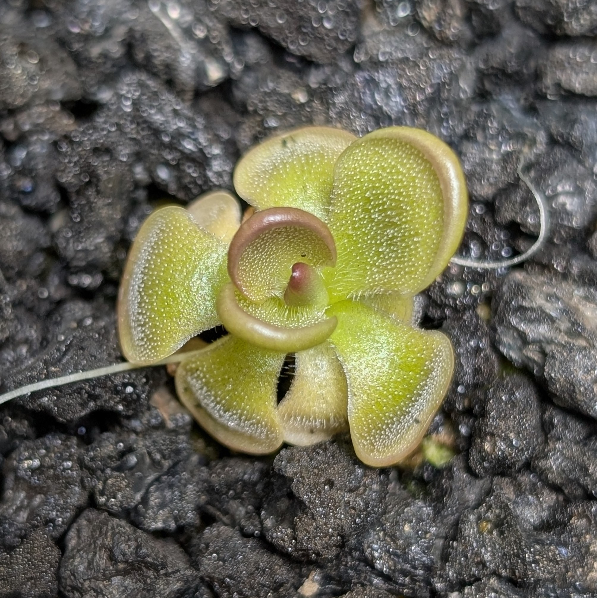 Image of Pinguicula 'Hanka'