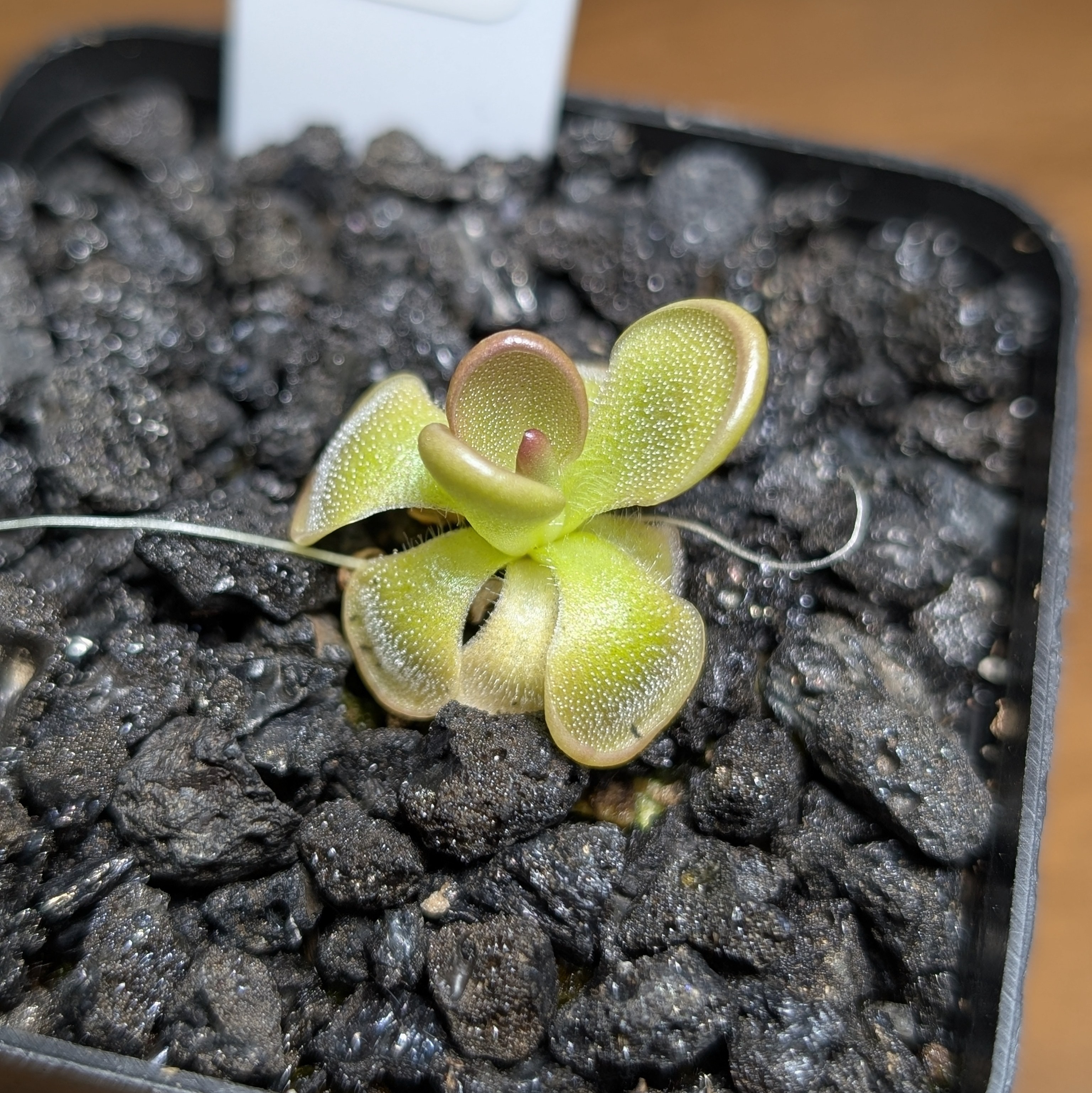 Image of Pinguicula 'Hanka'