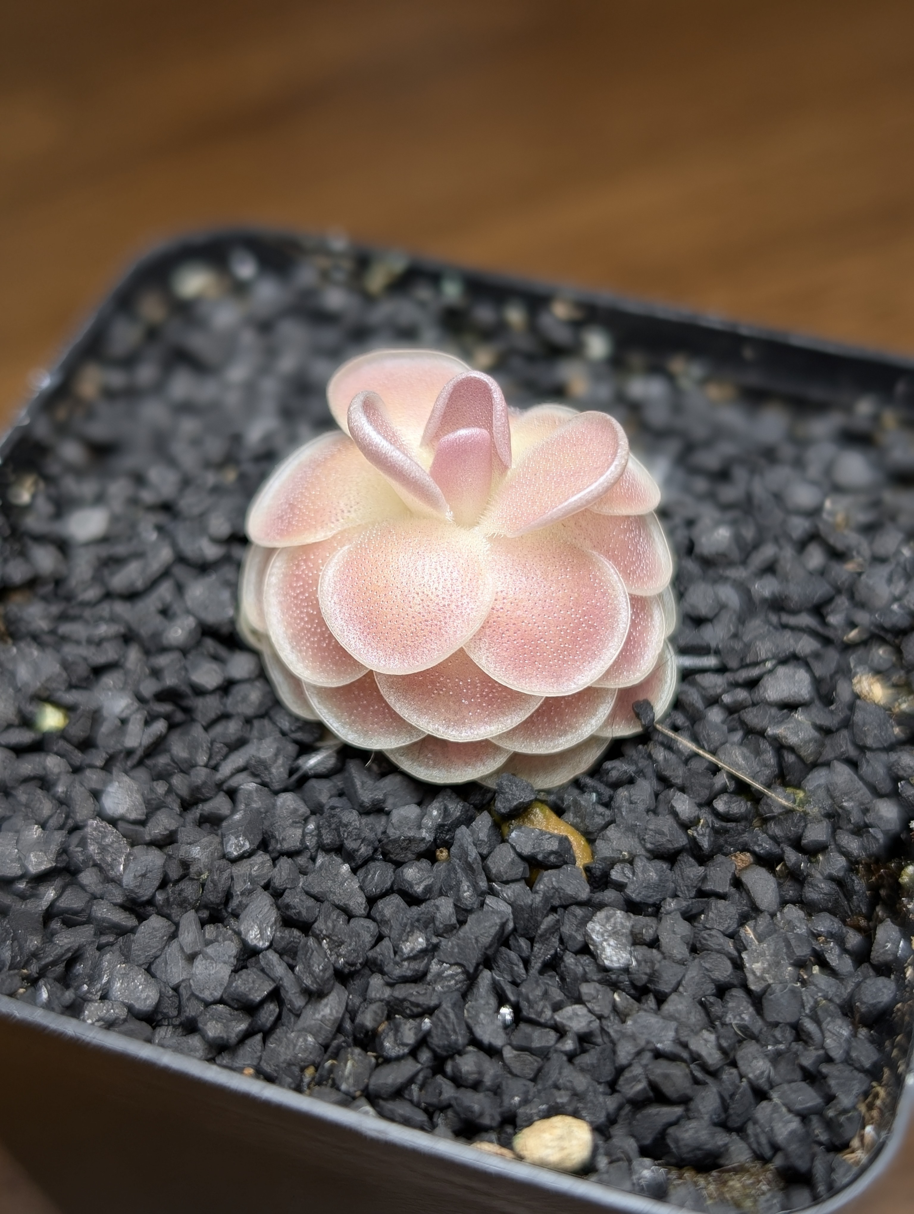 Image of Pinguicula esseriana