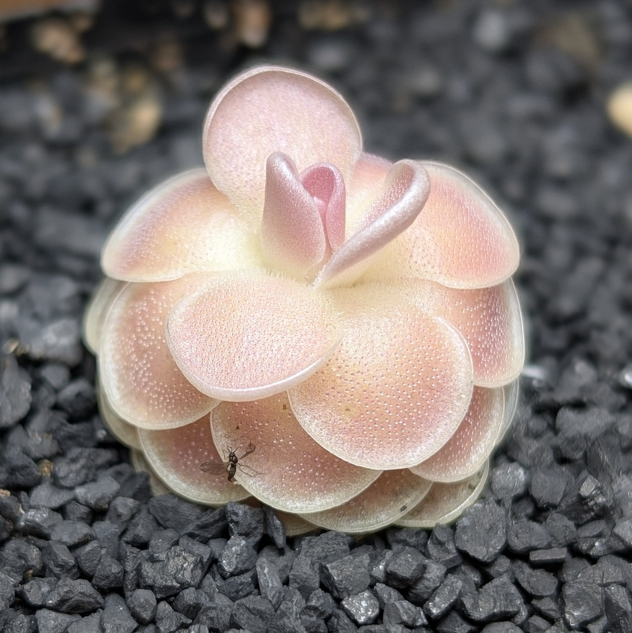 Image of Pinguicula esseriana