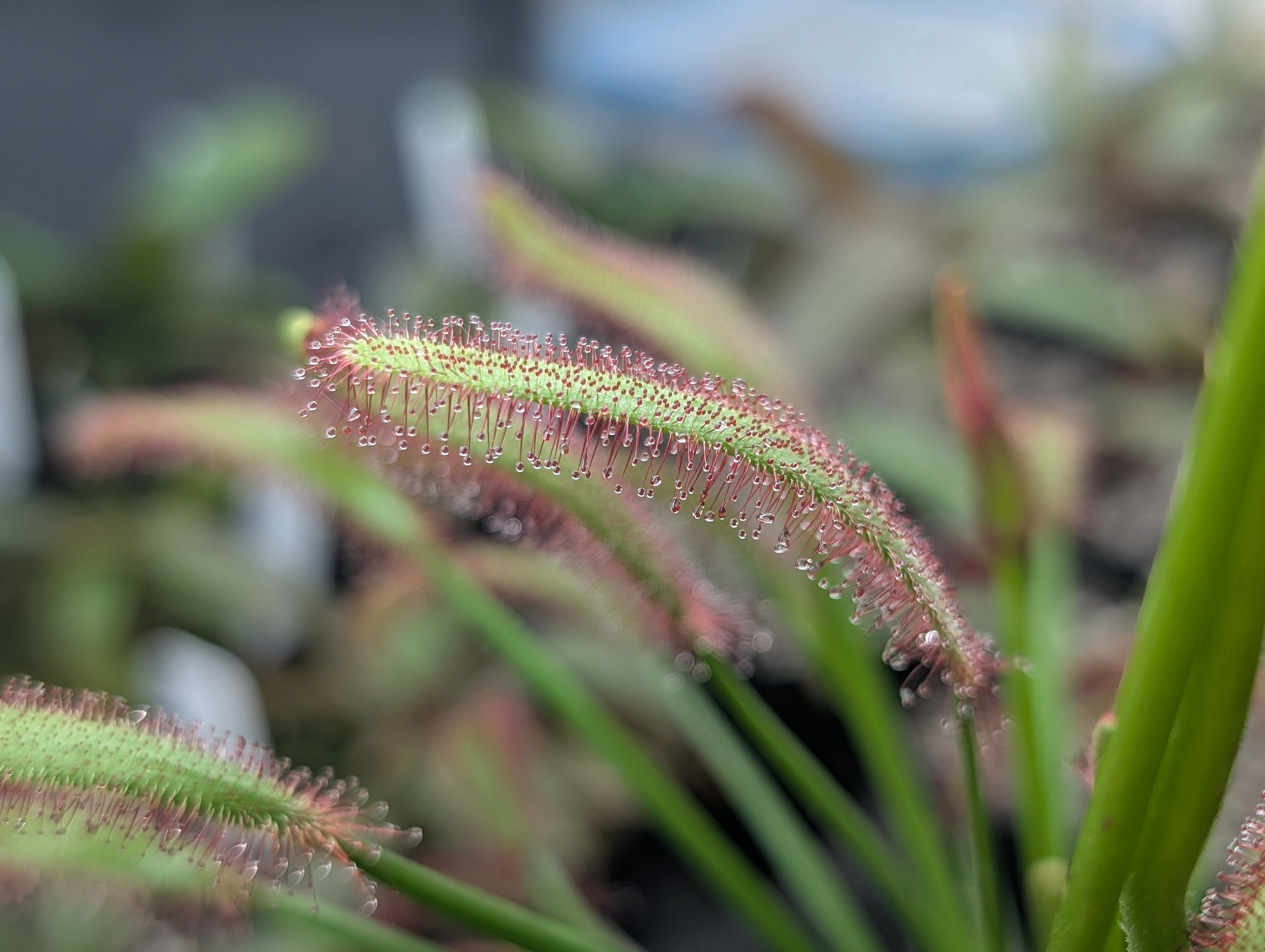 Image of Drosera capensis 'Big Pink' (Seeds)