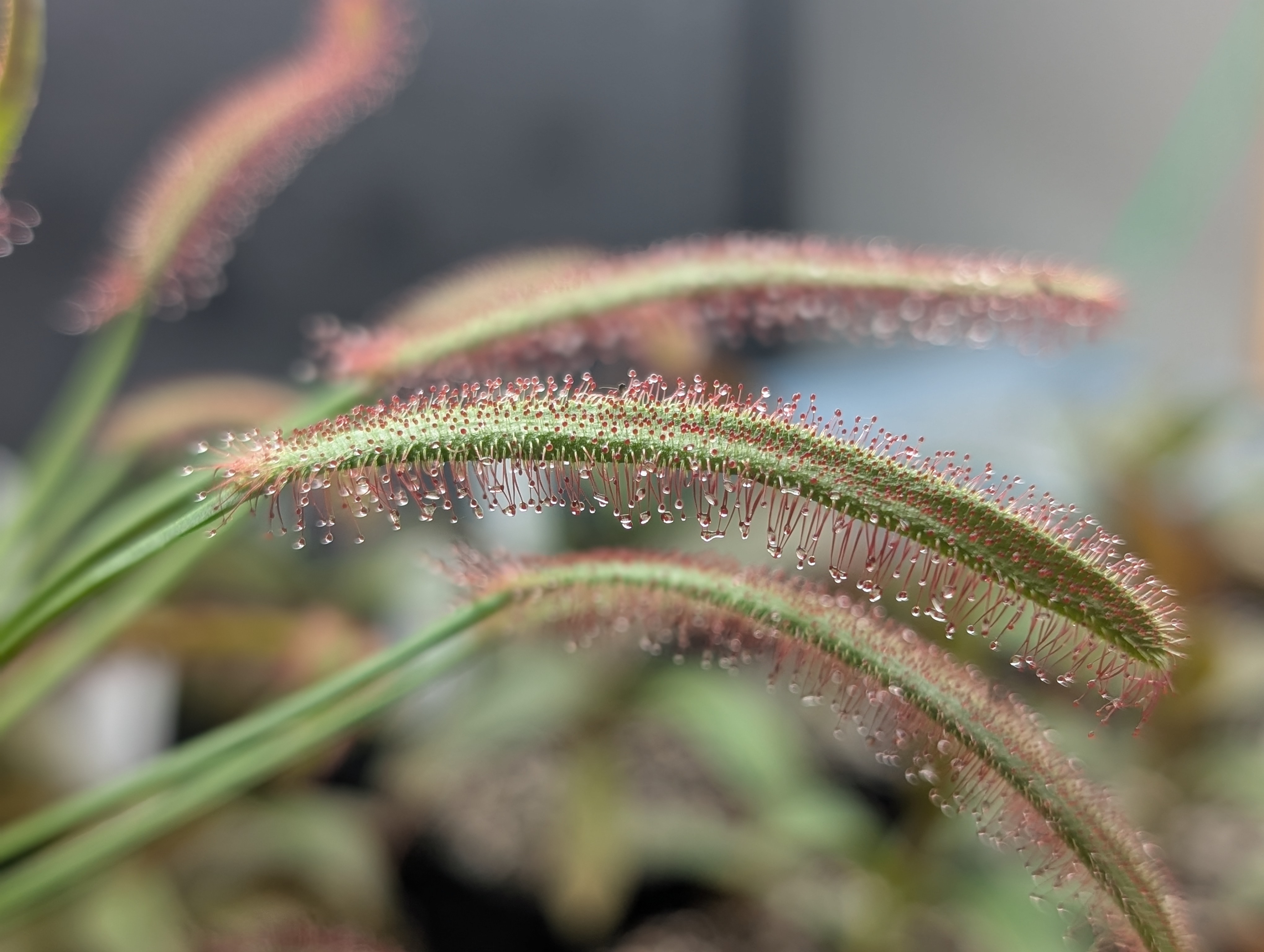 Image of Drosera capensis 'Big Pink' (Seeds)