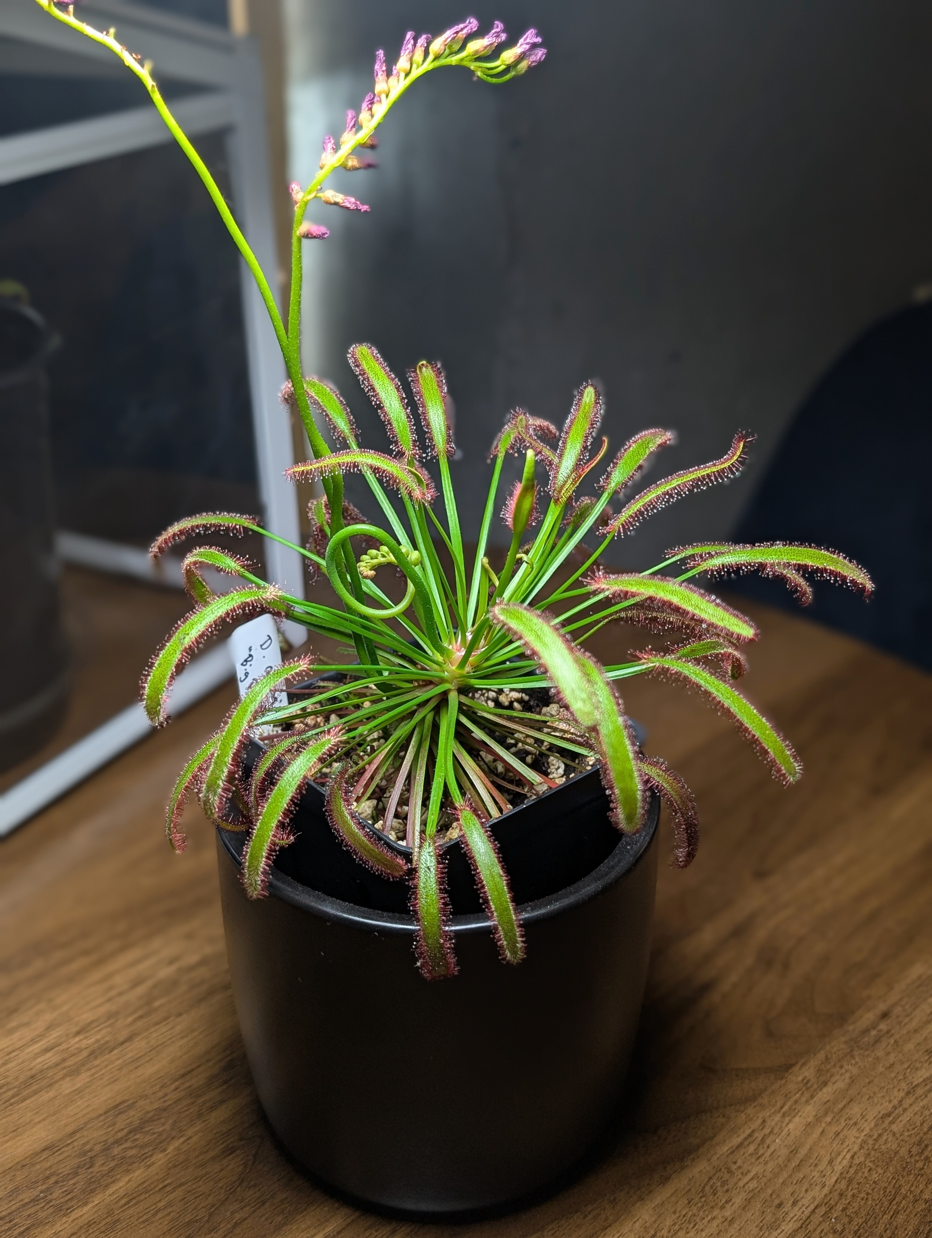 Image of Drosera capensis 'Big Pink' (Seeds)